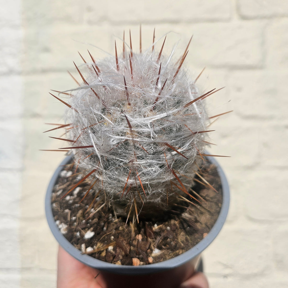 Oreocereus trollii (Old Man Cactus/ Old Man of the Andes) - British Grown Cacti
