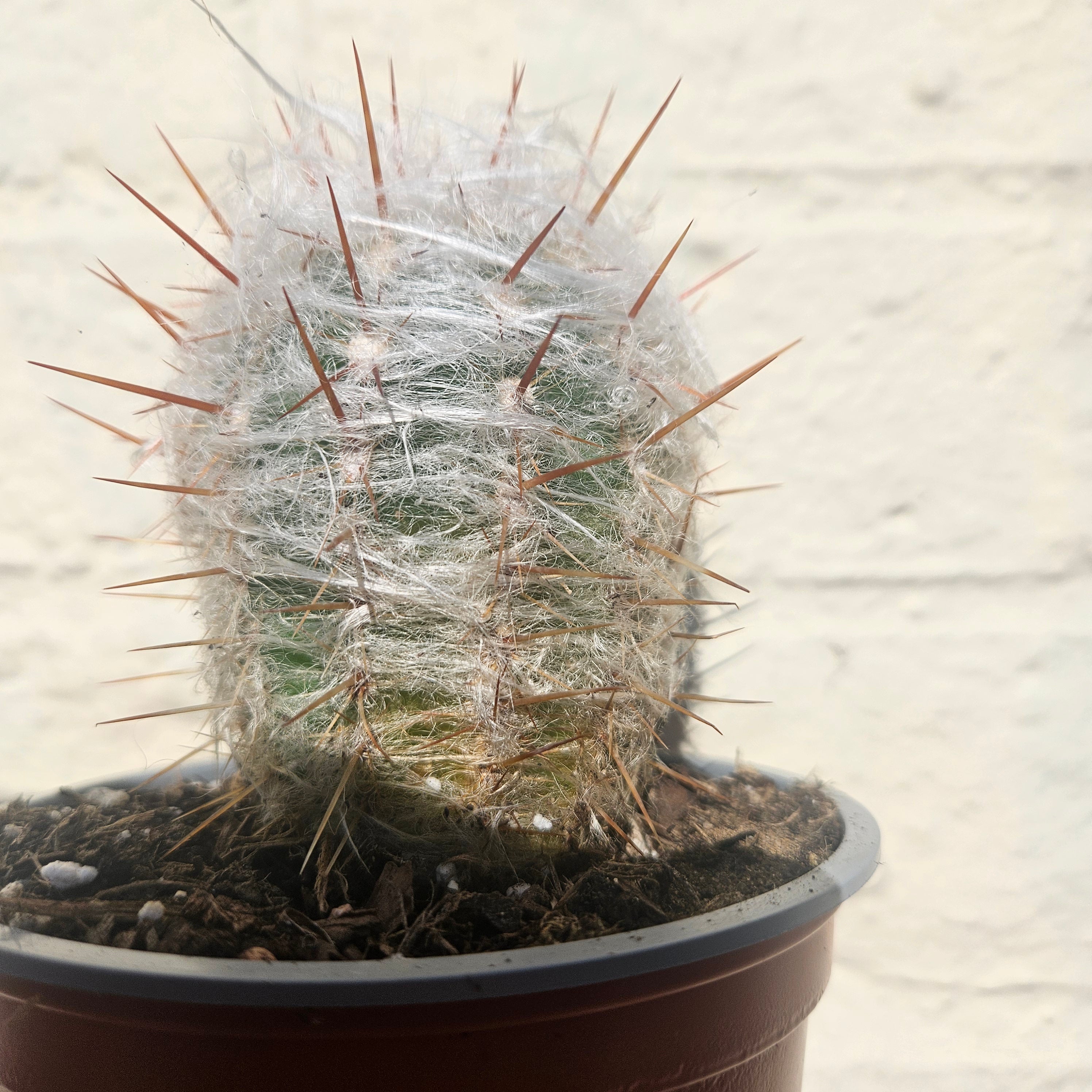 Oreocereus trollii (Old Man Cactus/ Old Man of the Andes) - British Grown Cacti