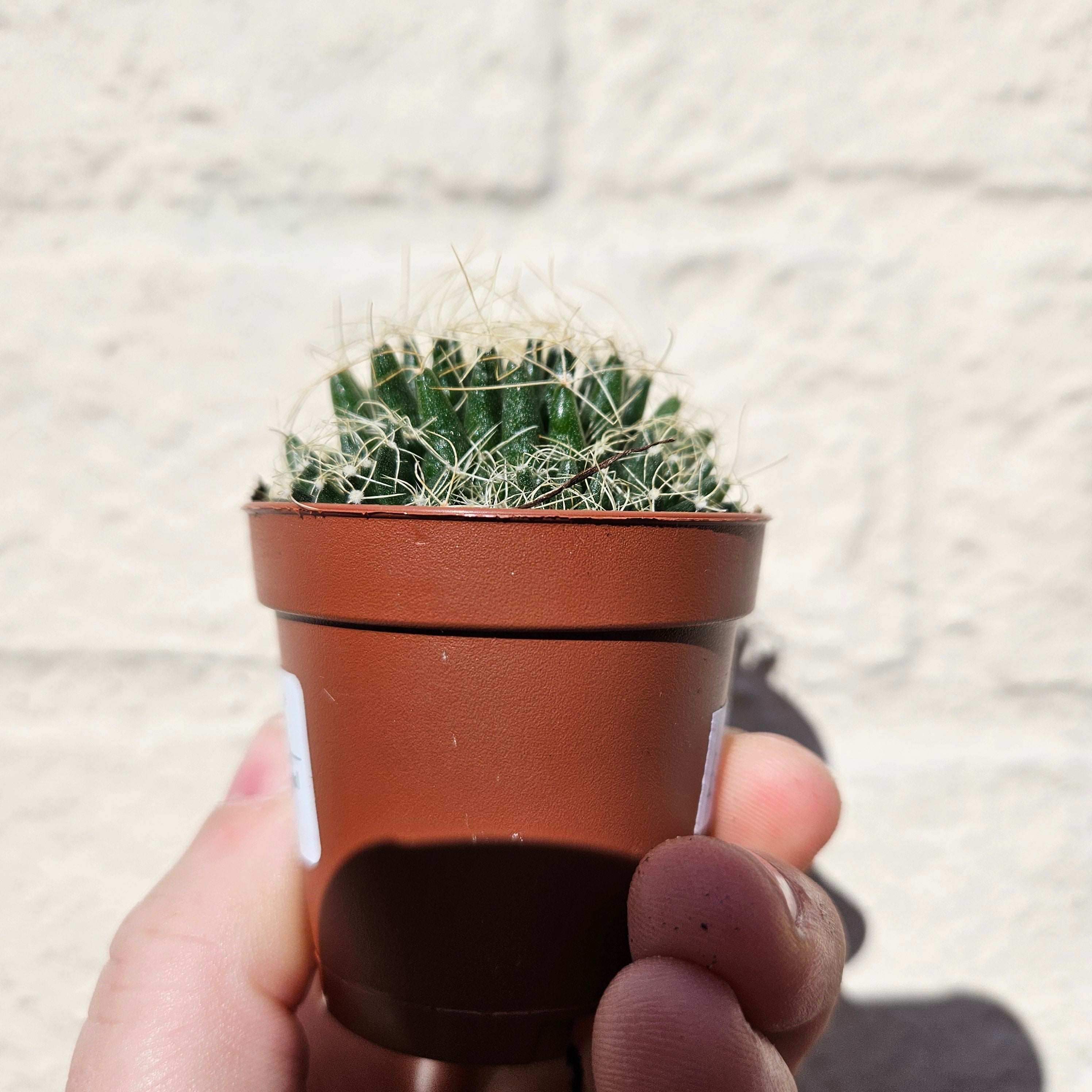 Mammillaria camptotricha (Birds Nest Cactus) - British Grown