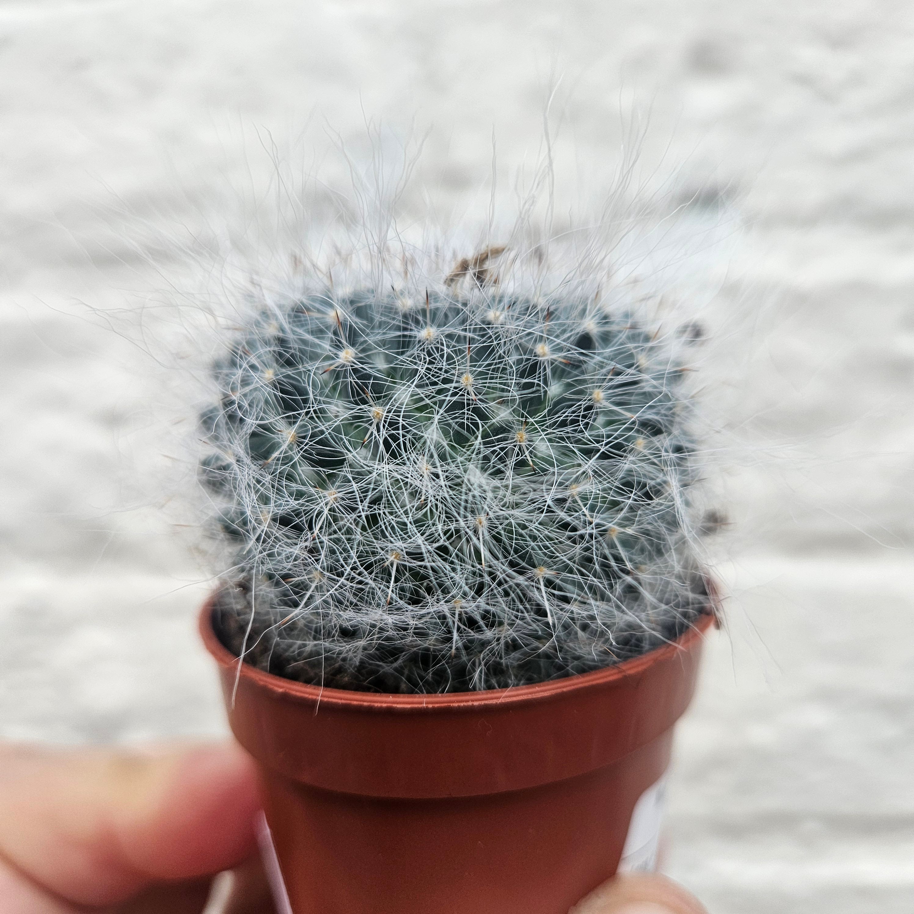 Mammillaria hahniana (Old lady cactus)