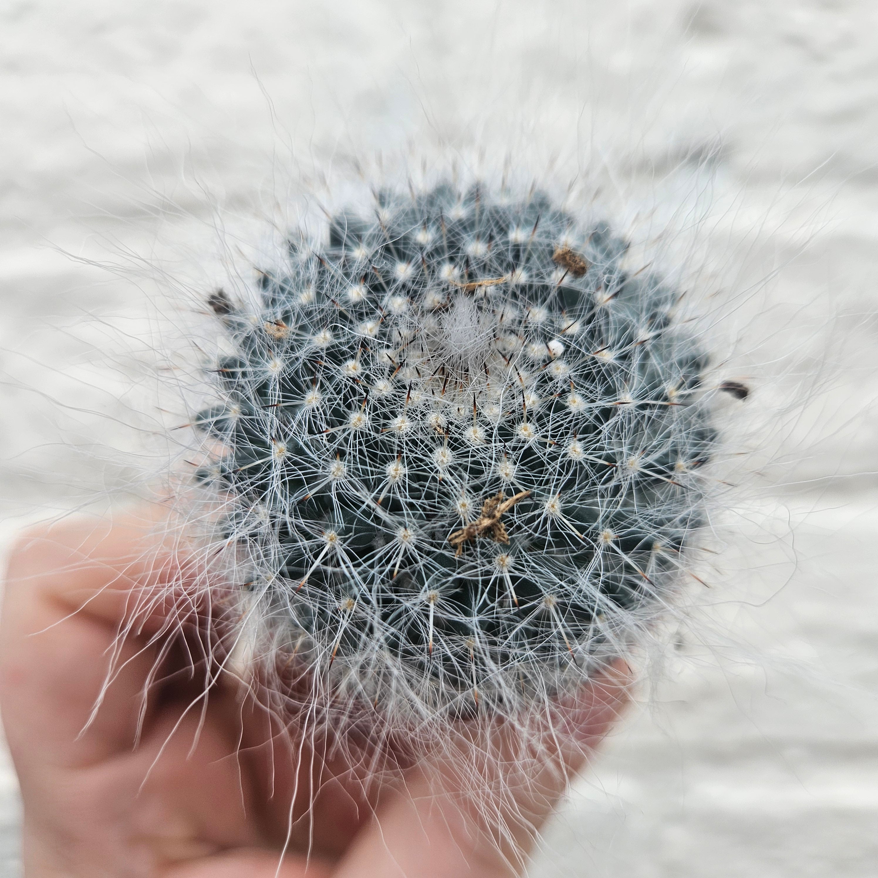 Mammillaria hahniana (Old lady cactus)