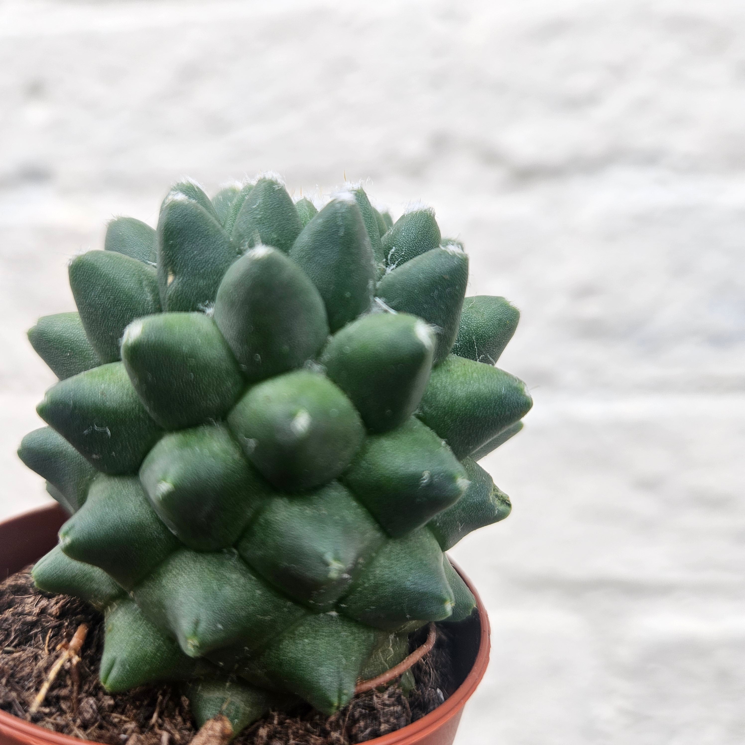 Mammillaria polythele &