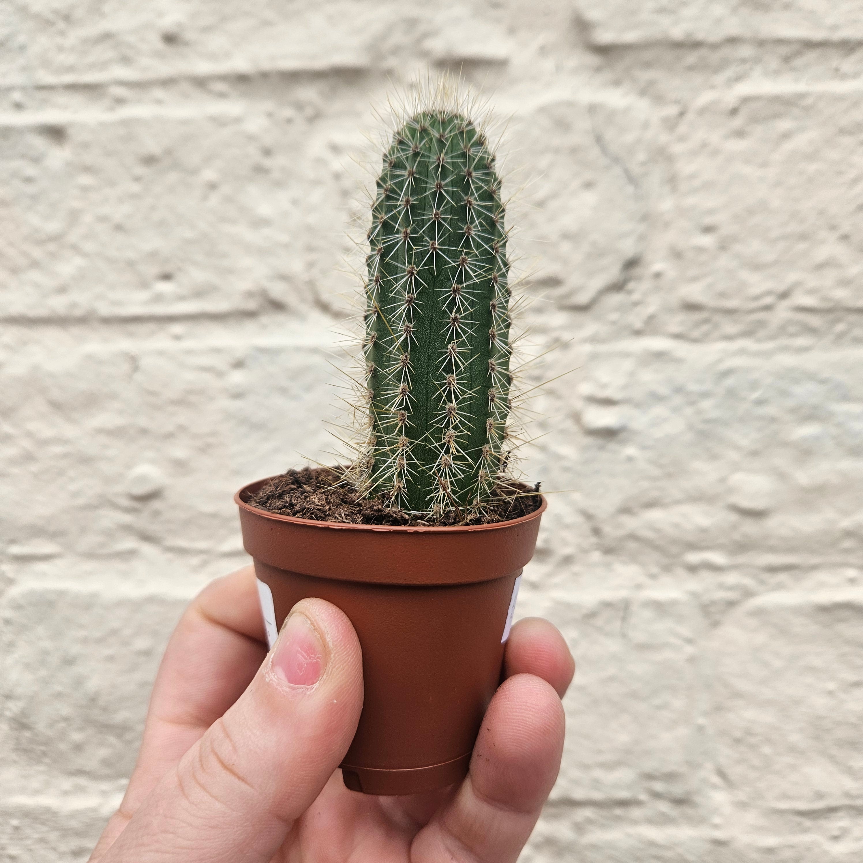 Cleistocactus winteri syn. Hildewintera aureispina (Golden Rat tail cactus)