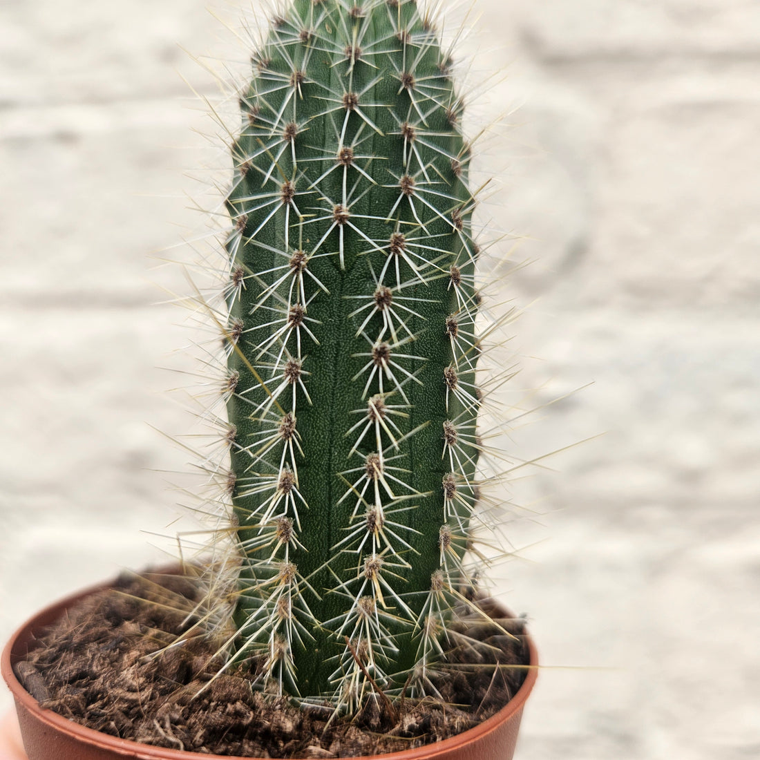Cleistocactus winteri (Golden Rat Tail cactus)