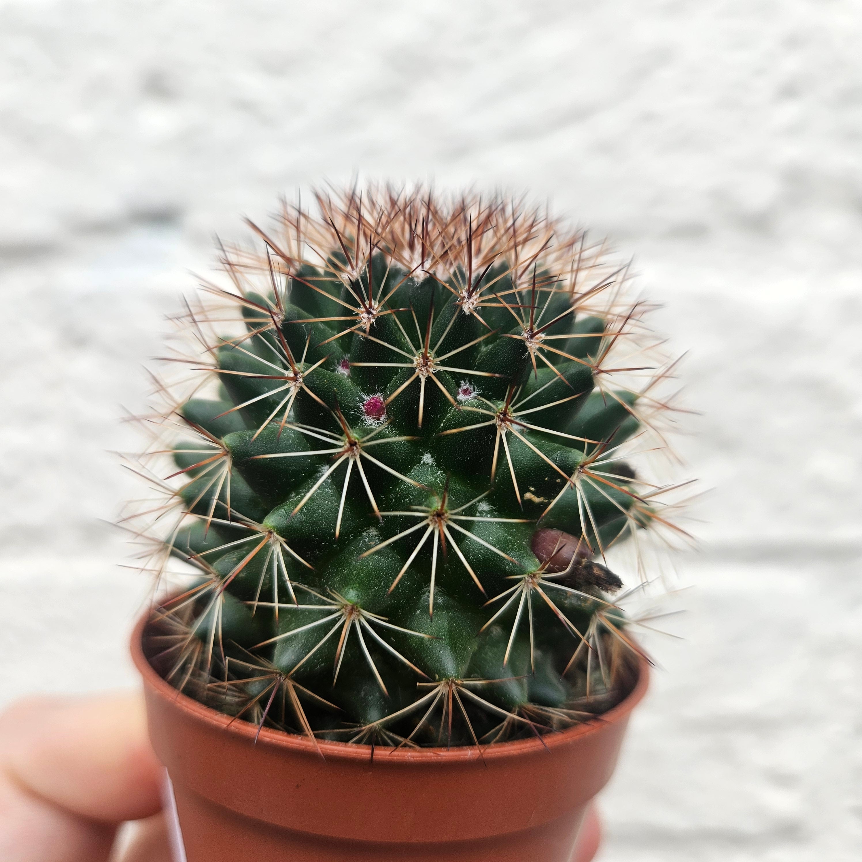 Mammillaria ernestii (True Mammillaria)