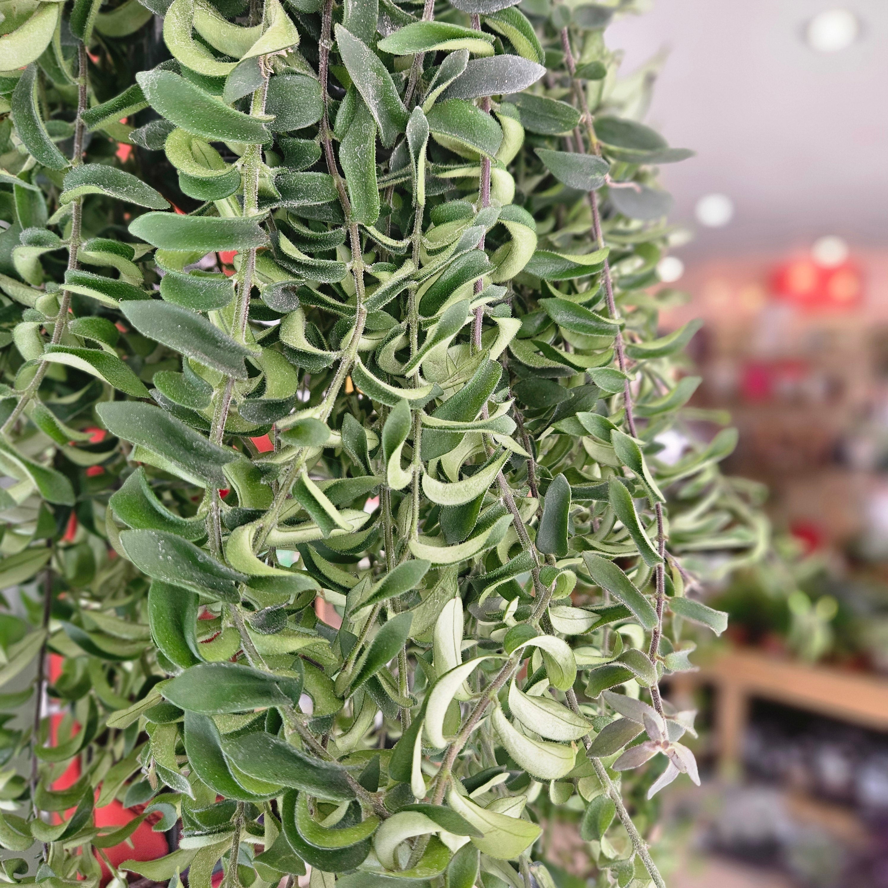 Aeschynanthus radicans &