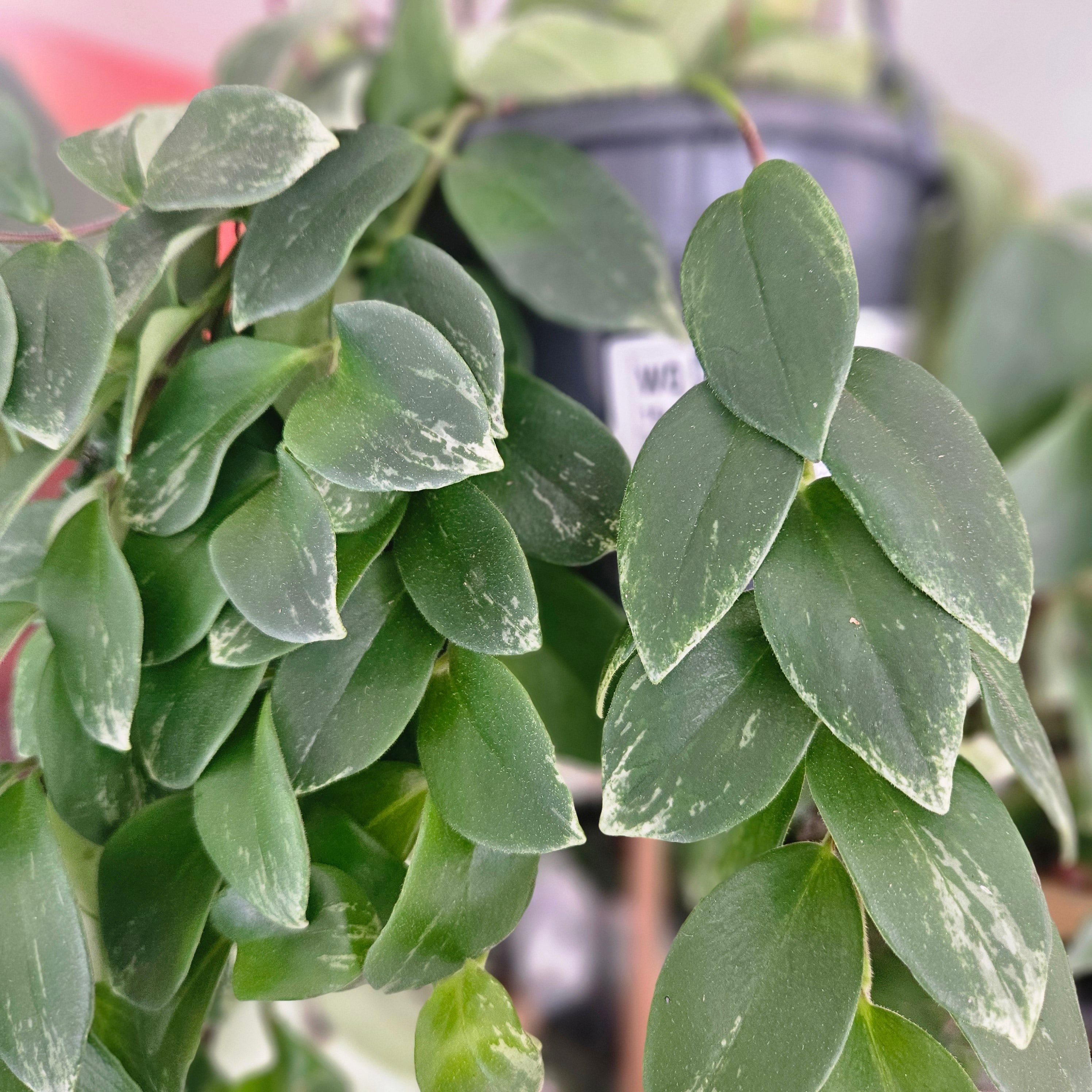 Aeschynanthus lobbianus &