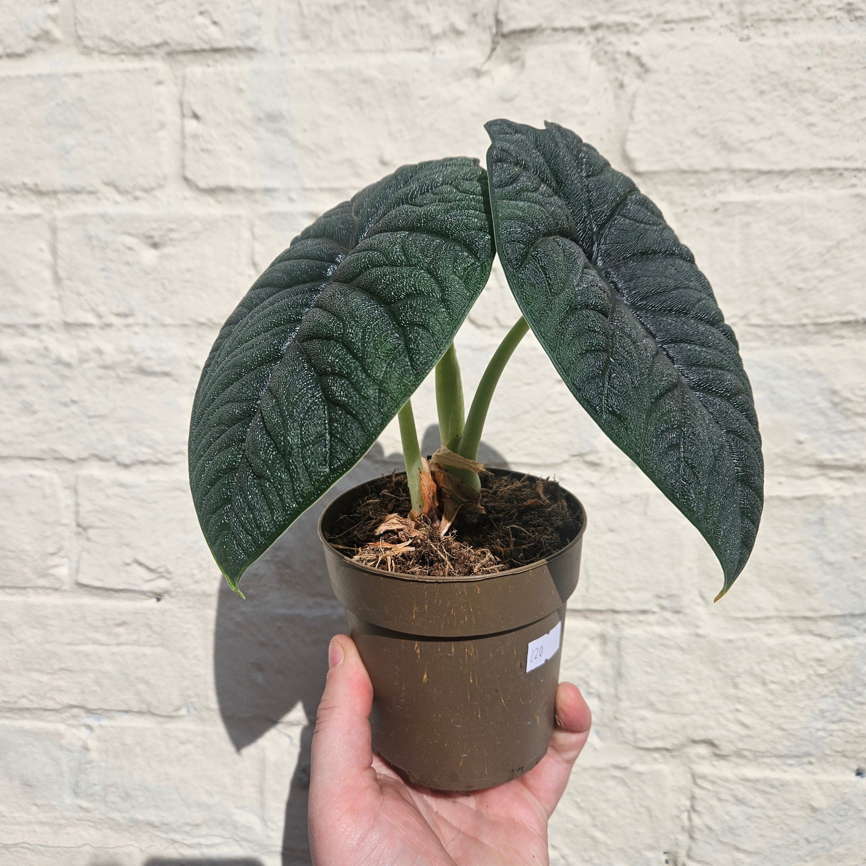 Alocasia &