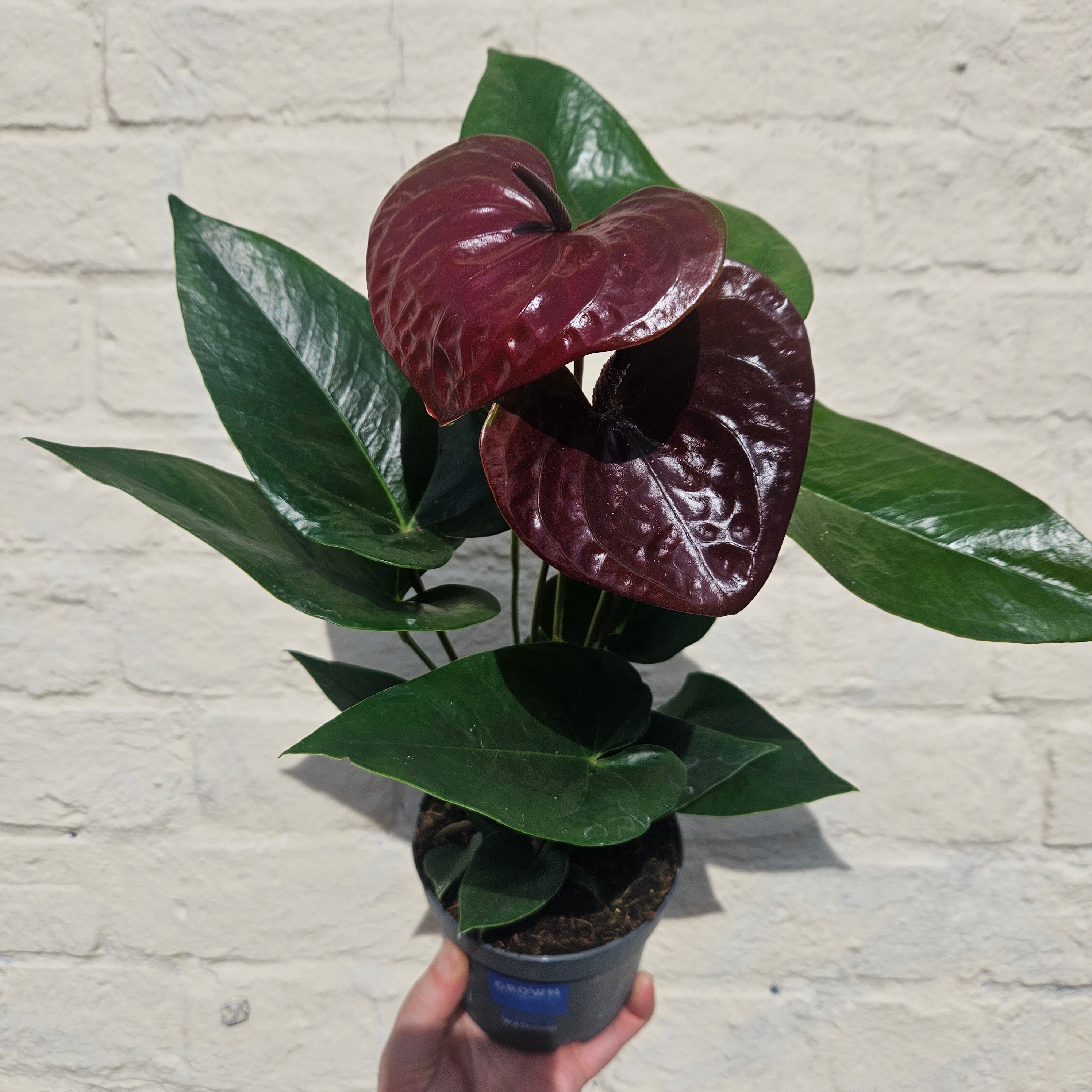 Anthurium Karma (Flamingo Flower)