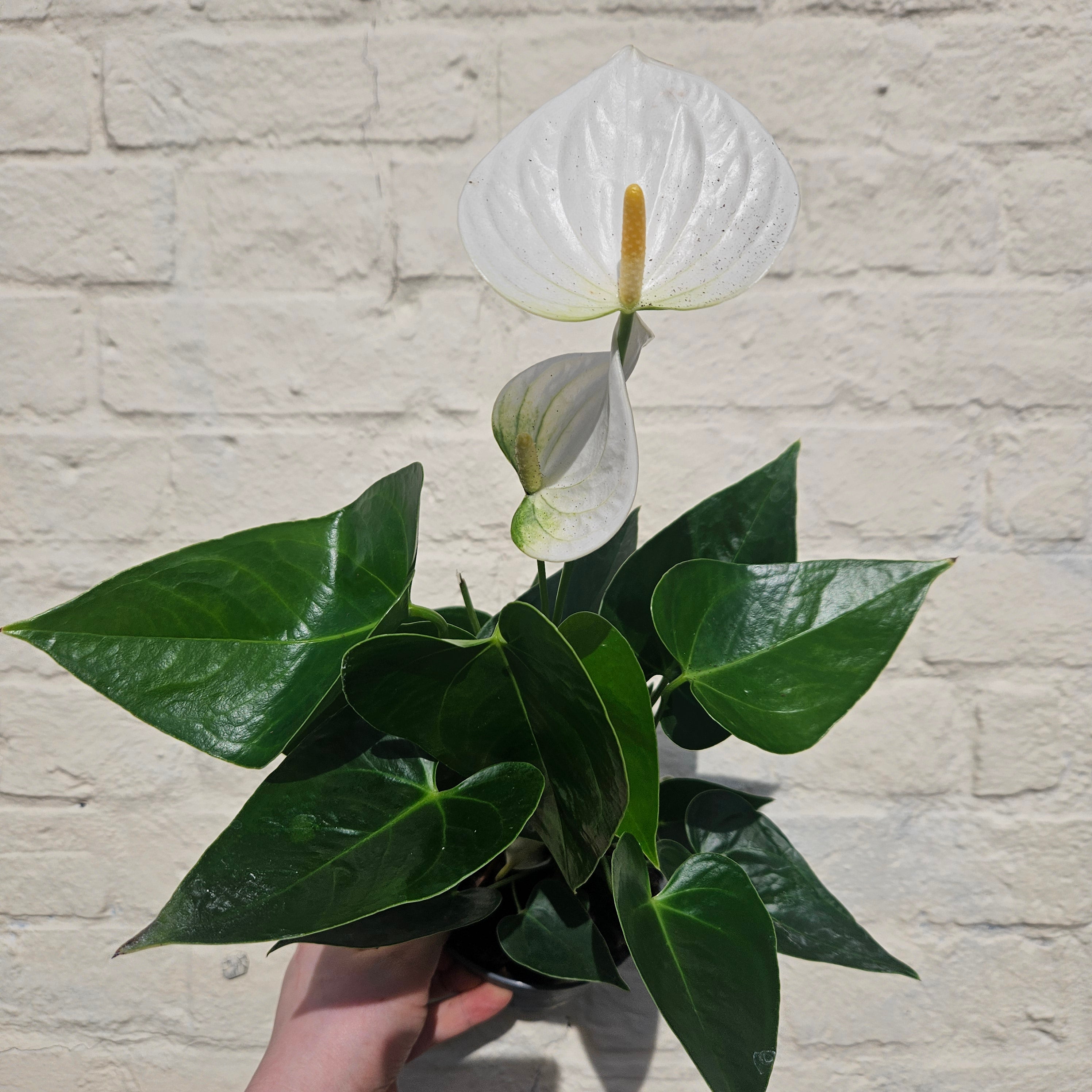 Anthurium andraeanum (Flamingo Flower)