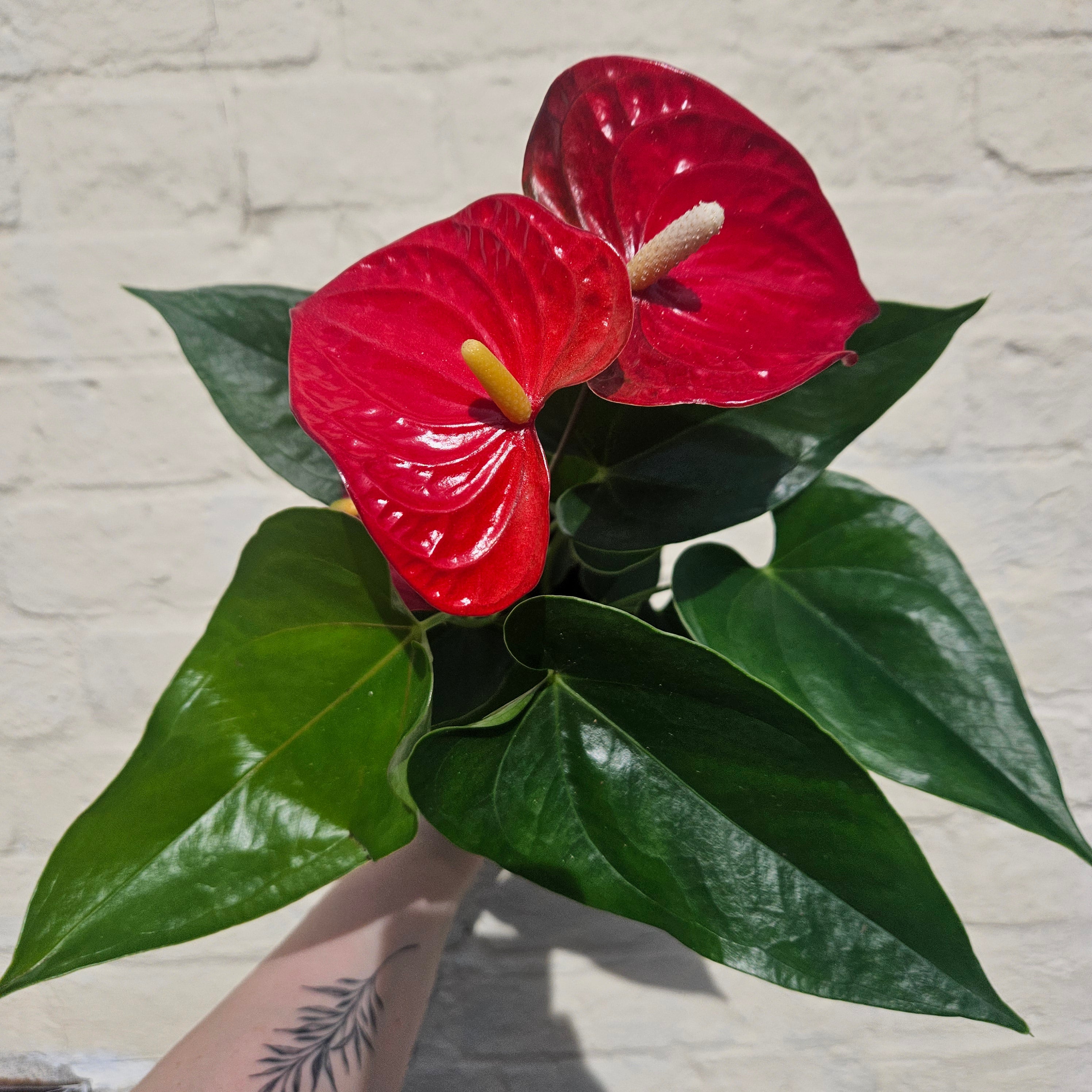 Anthurium andraeanum (Flamingo Flower)