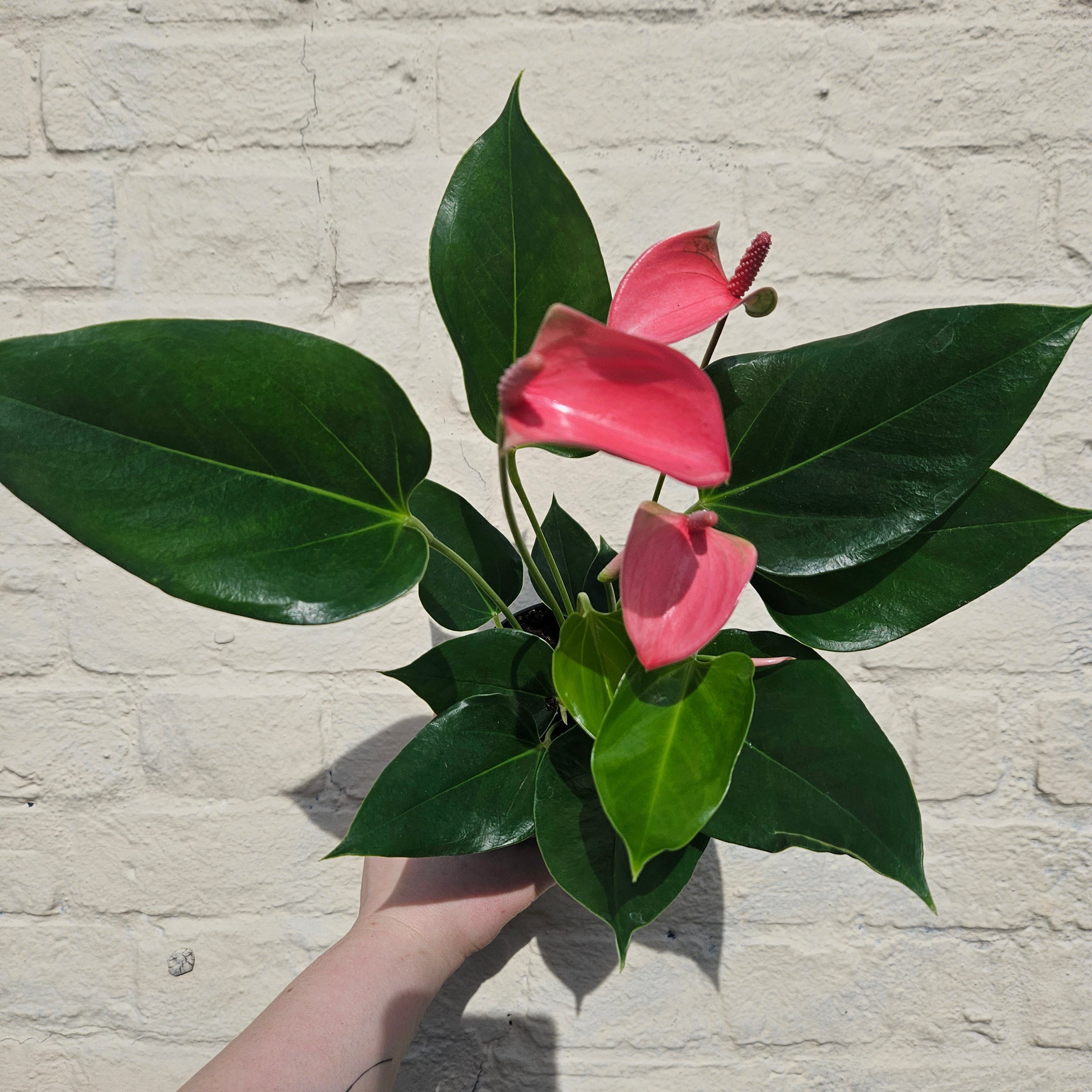 Anthurium Karma (Flamingo Flower)