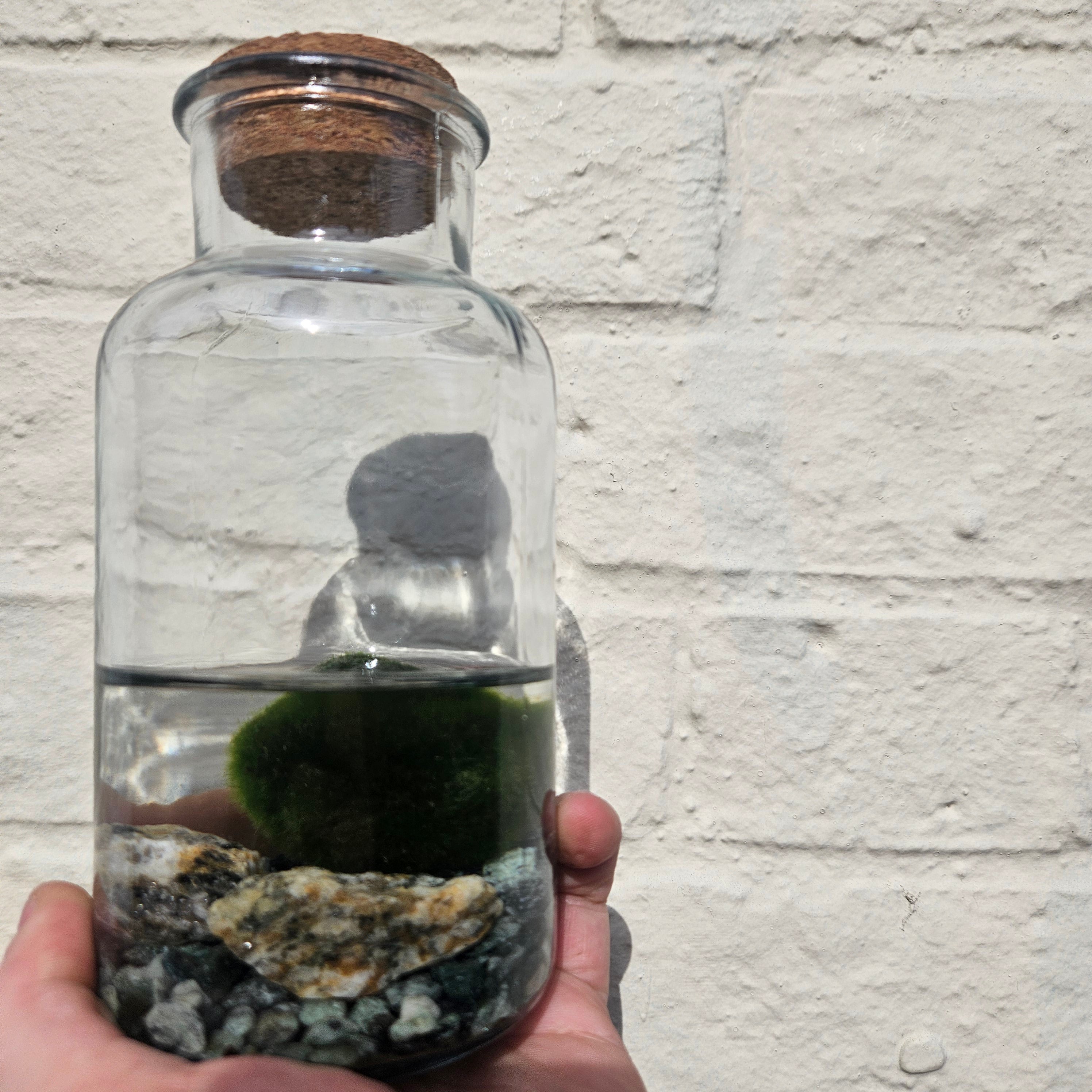 Ceropegia woodii (Variegated String of Hearts/ Rosary Vine)