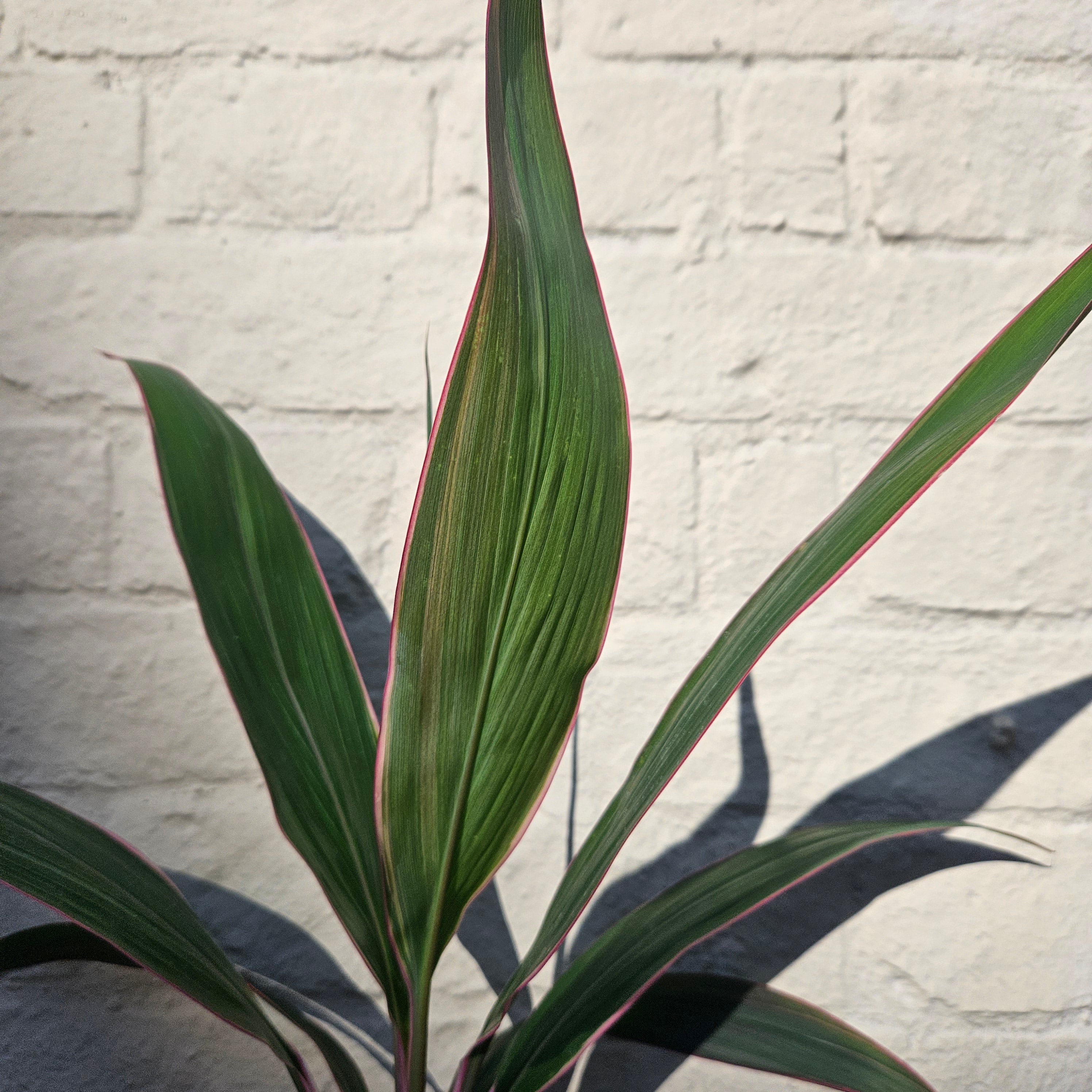 Cordyline fruticosa &