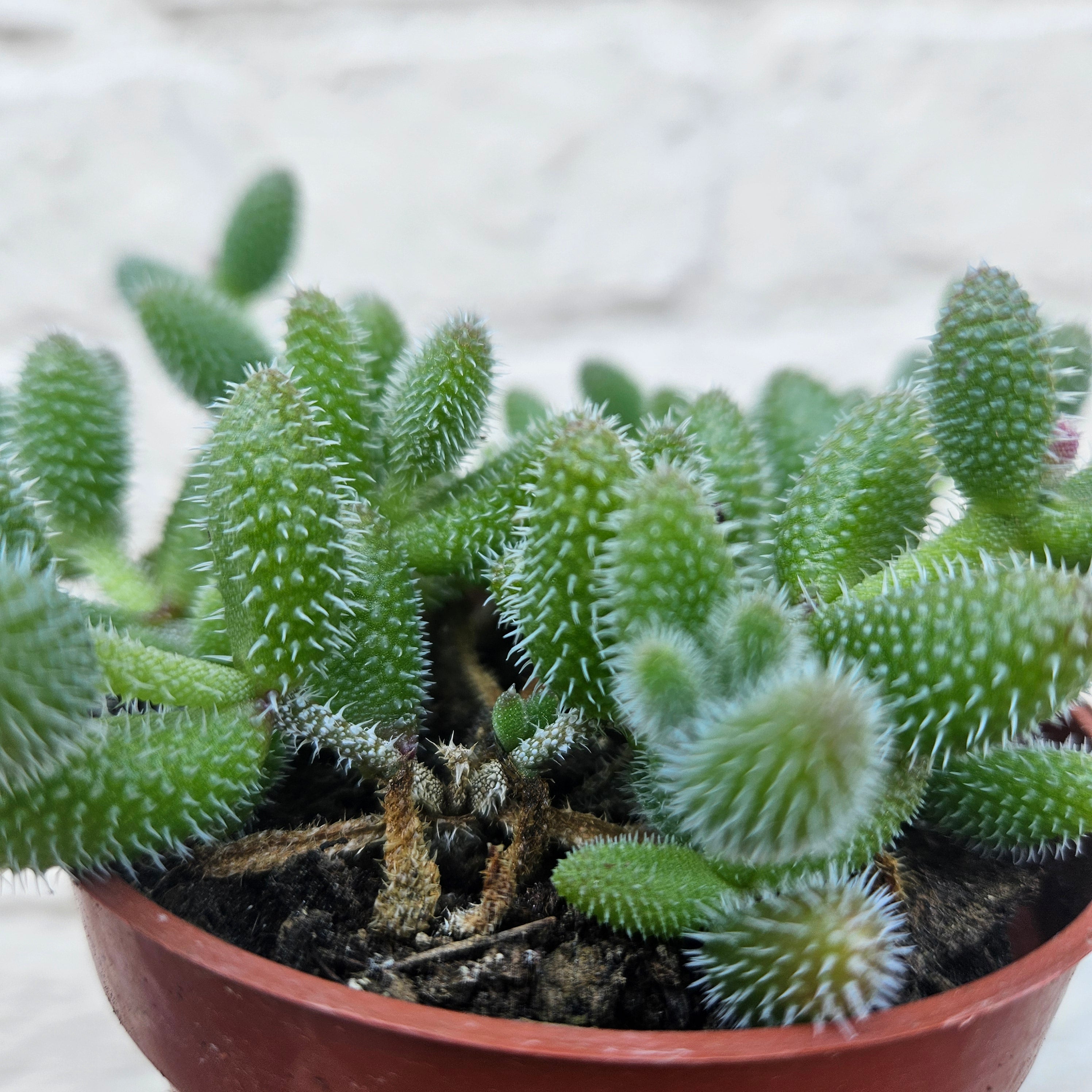Delosperma echinatum (Pickle Plant)