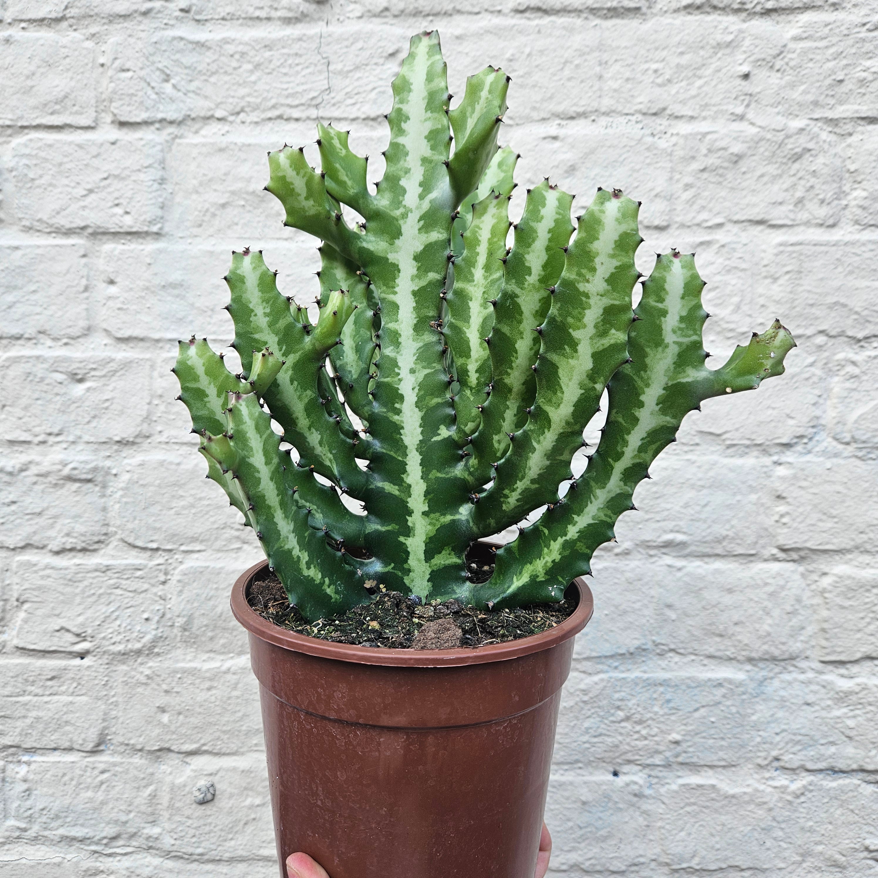 Euphorbia lactea (Mottled candlestick tree)