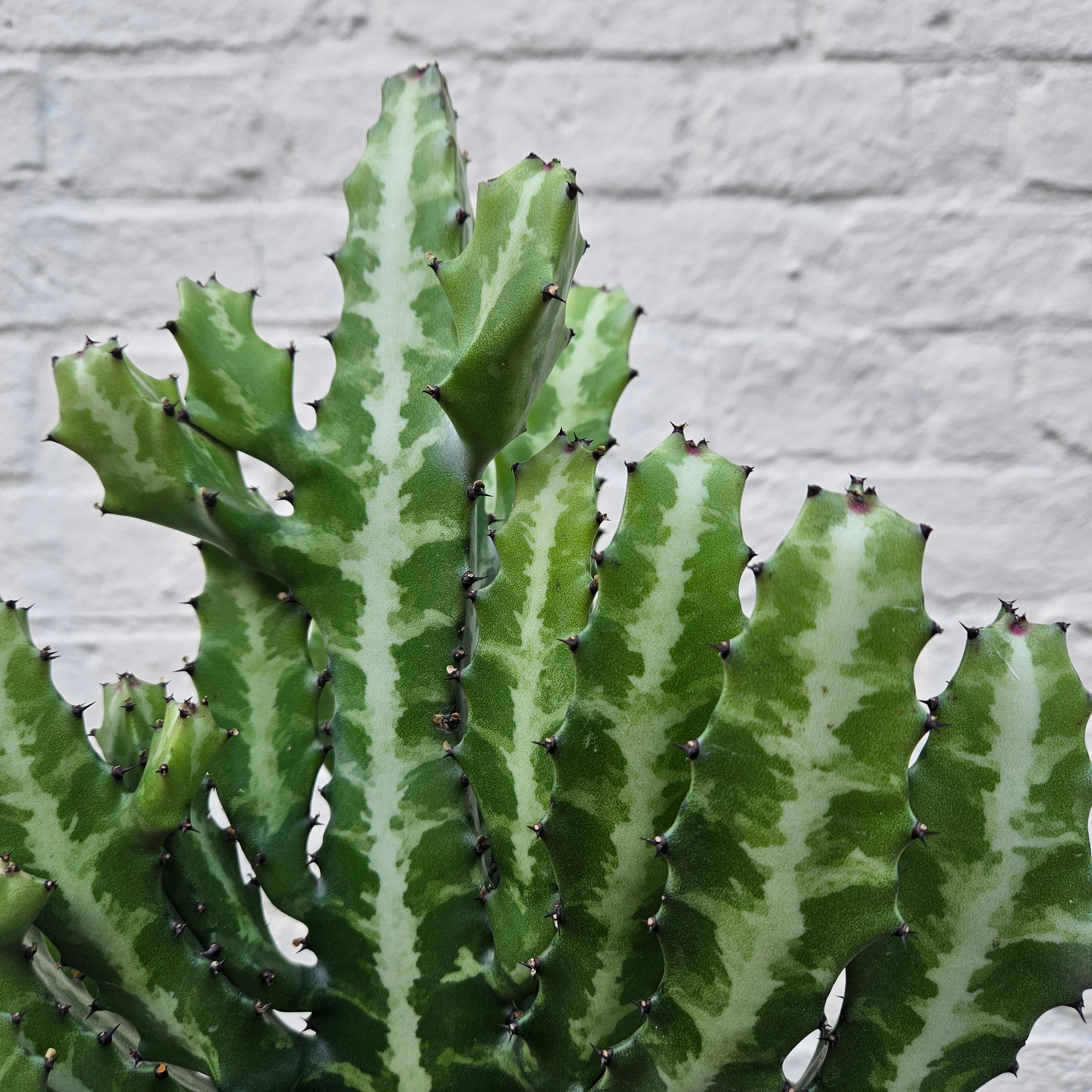 Euphorbia lactea (Mottled candlestick tree)