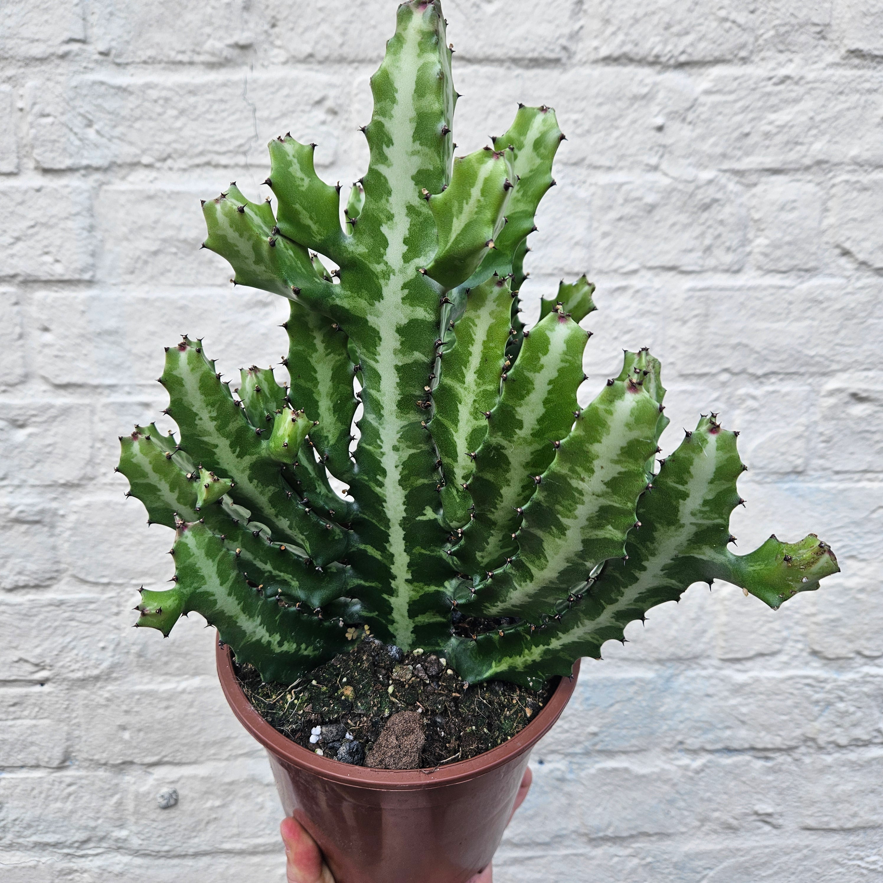 Euphorbia lactea (Mottled candlestick tree)