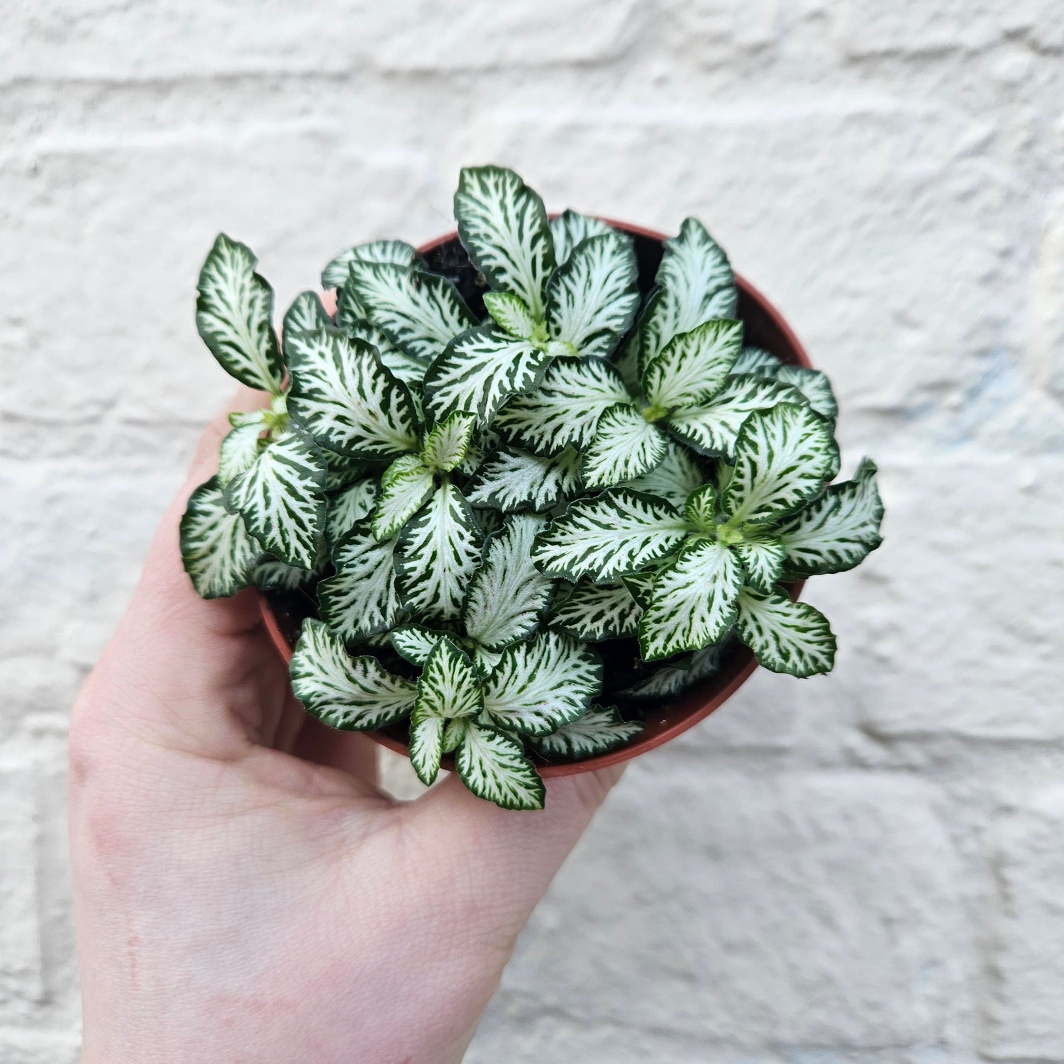 Fittonia varieties (Nerve plant/ Mosaic plant)