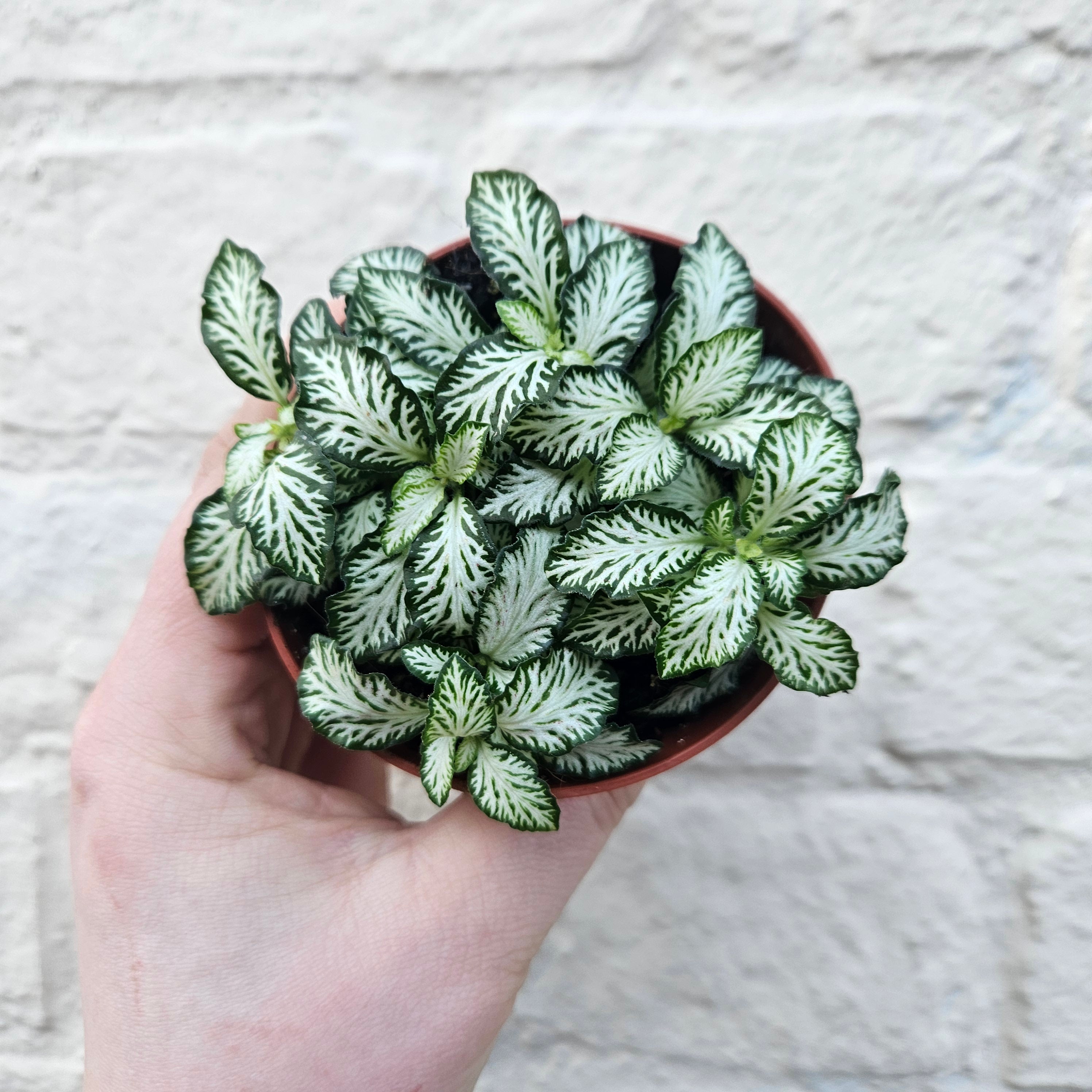 Fittonia varieties (Nerve plant/ Mosaic plant)