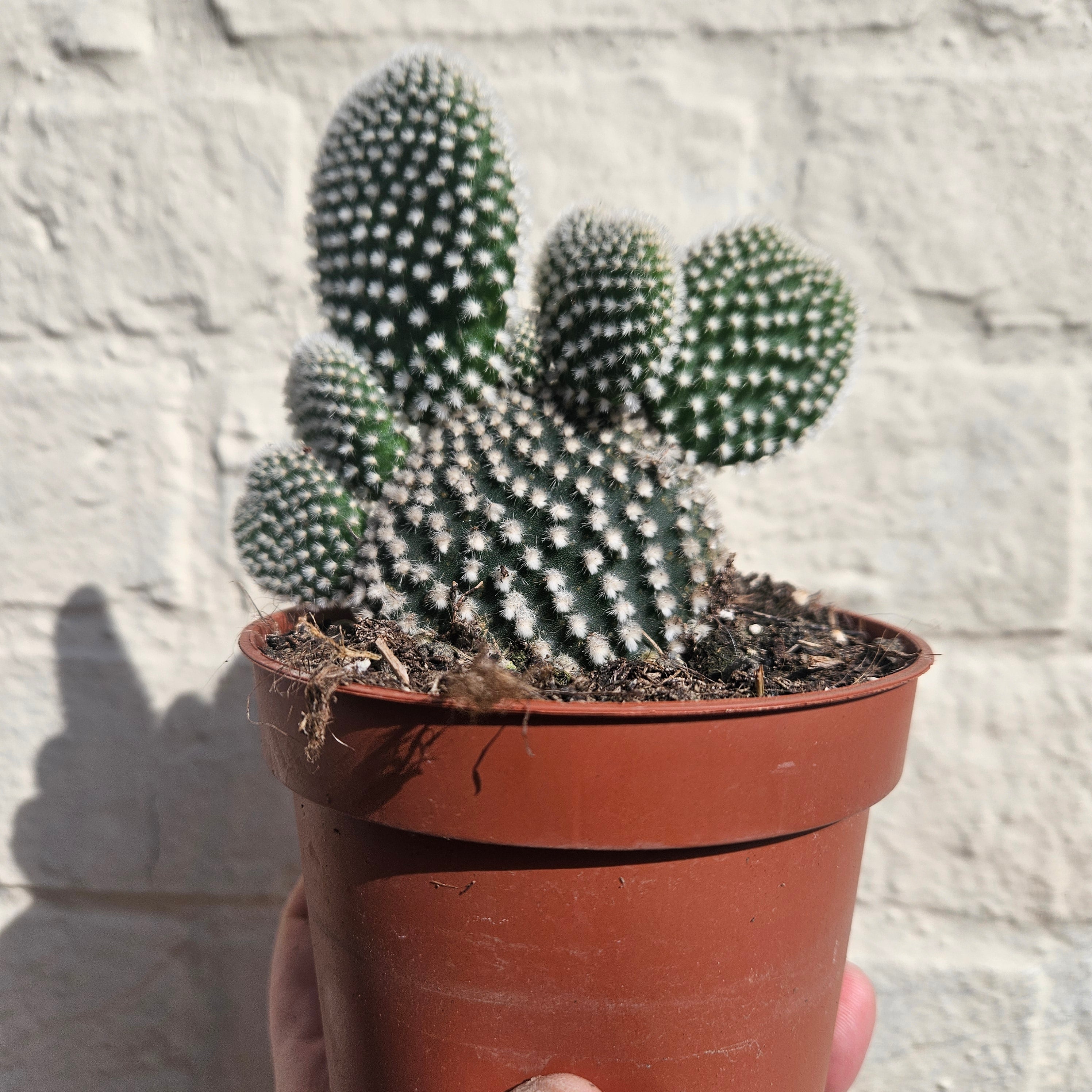 Opuntia microdasys Varieties (Bunny ear/ Angel wing cactus)