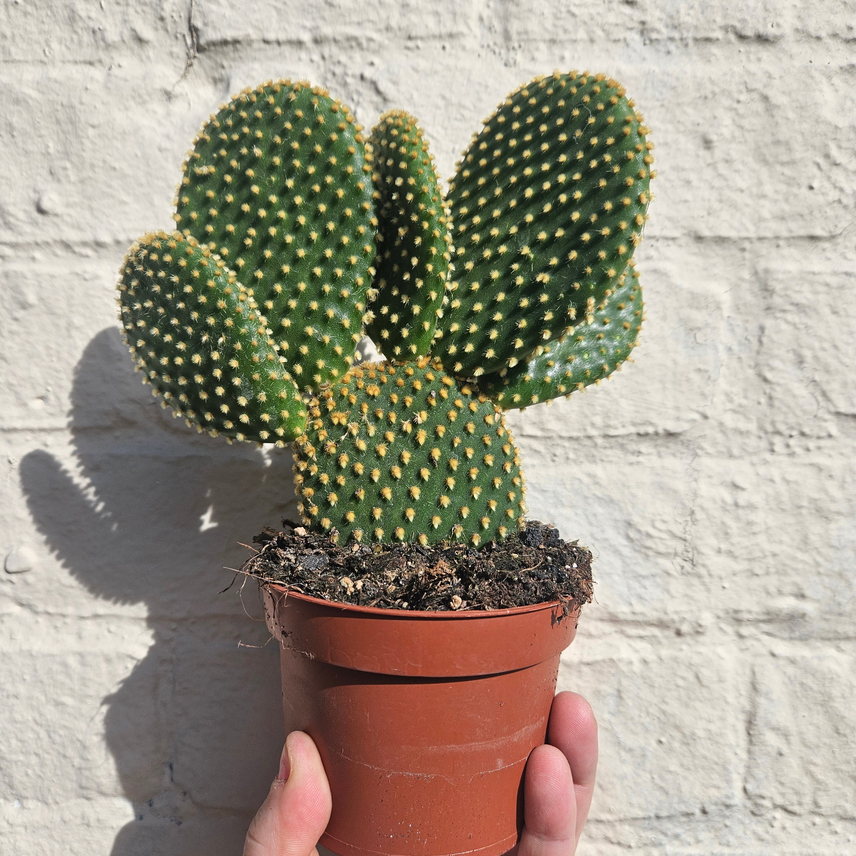 Opuntia microdasys Varieties (Bunny ear/ Angel wing cactus)