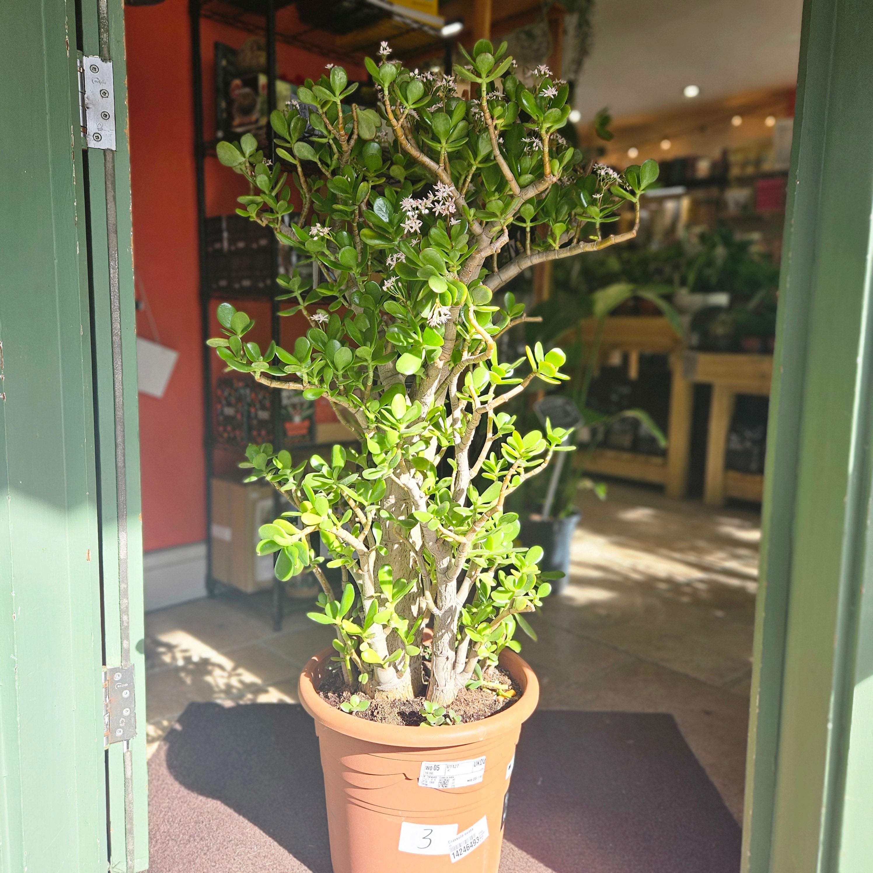 Crassula ovata (Jade plant/Succulent)