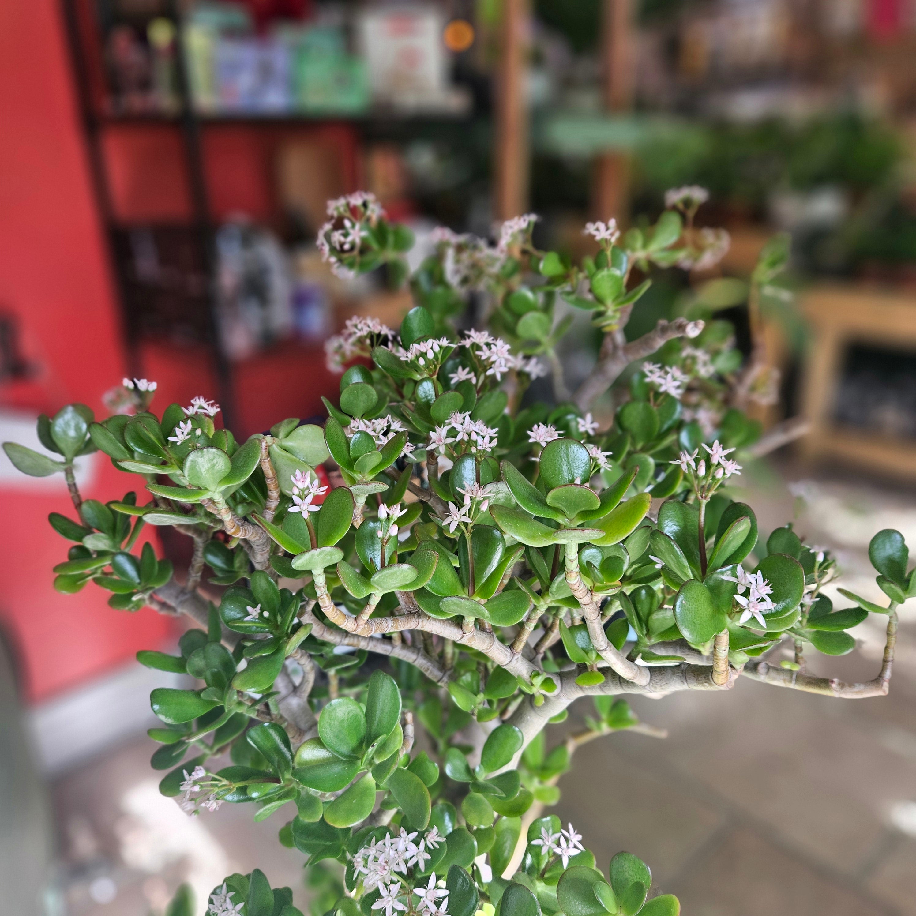 Crassula ovata (Jade plant/Succulent)