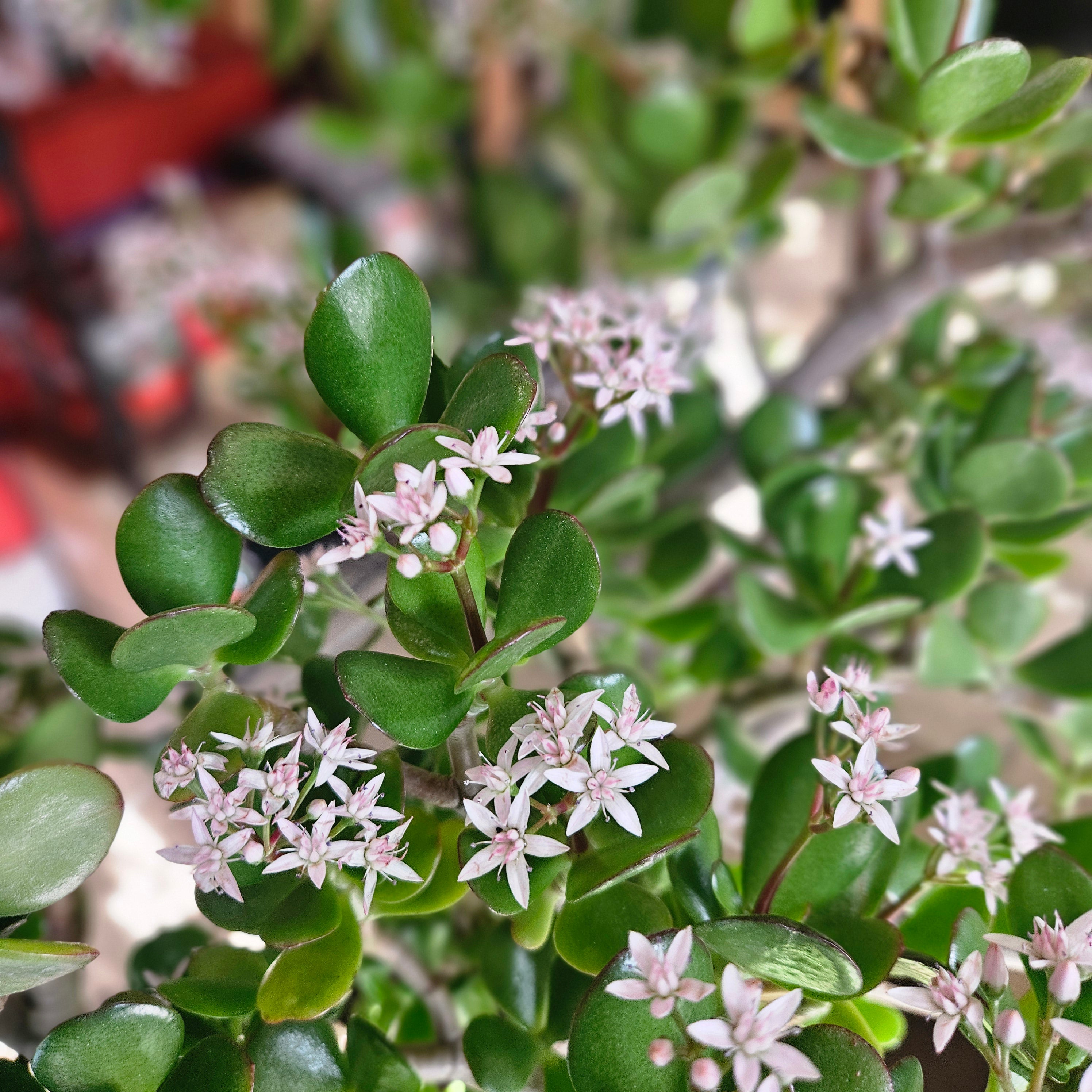 Crassula ovata (Jade plant/Succulent)
