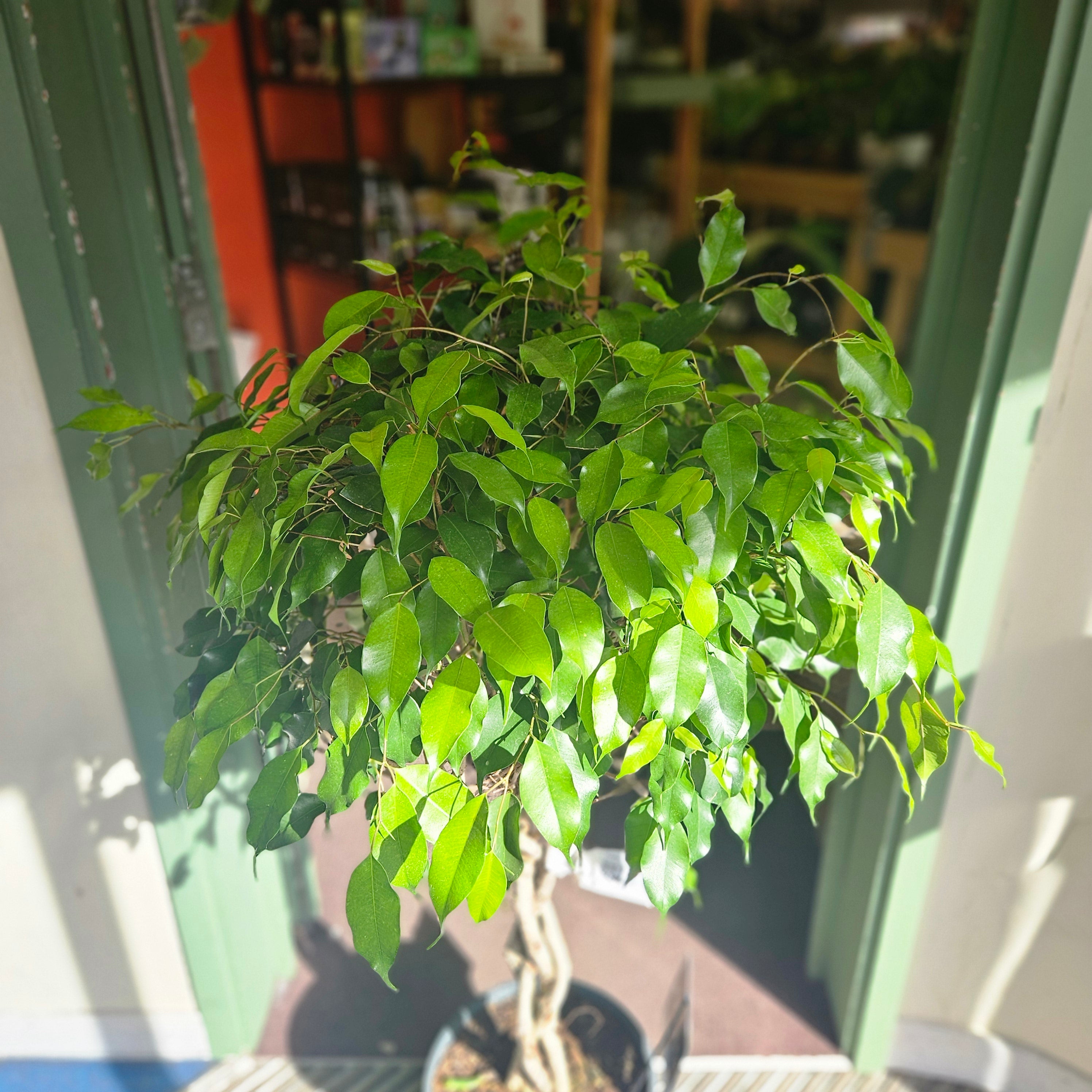 Ficus benjamina &