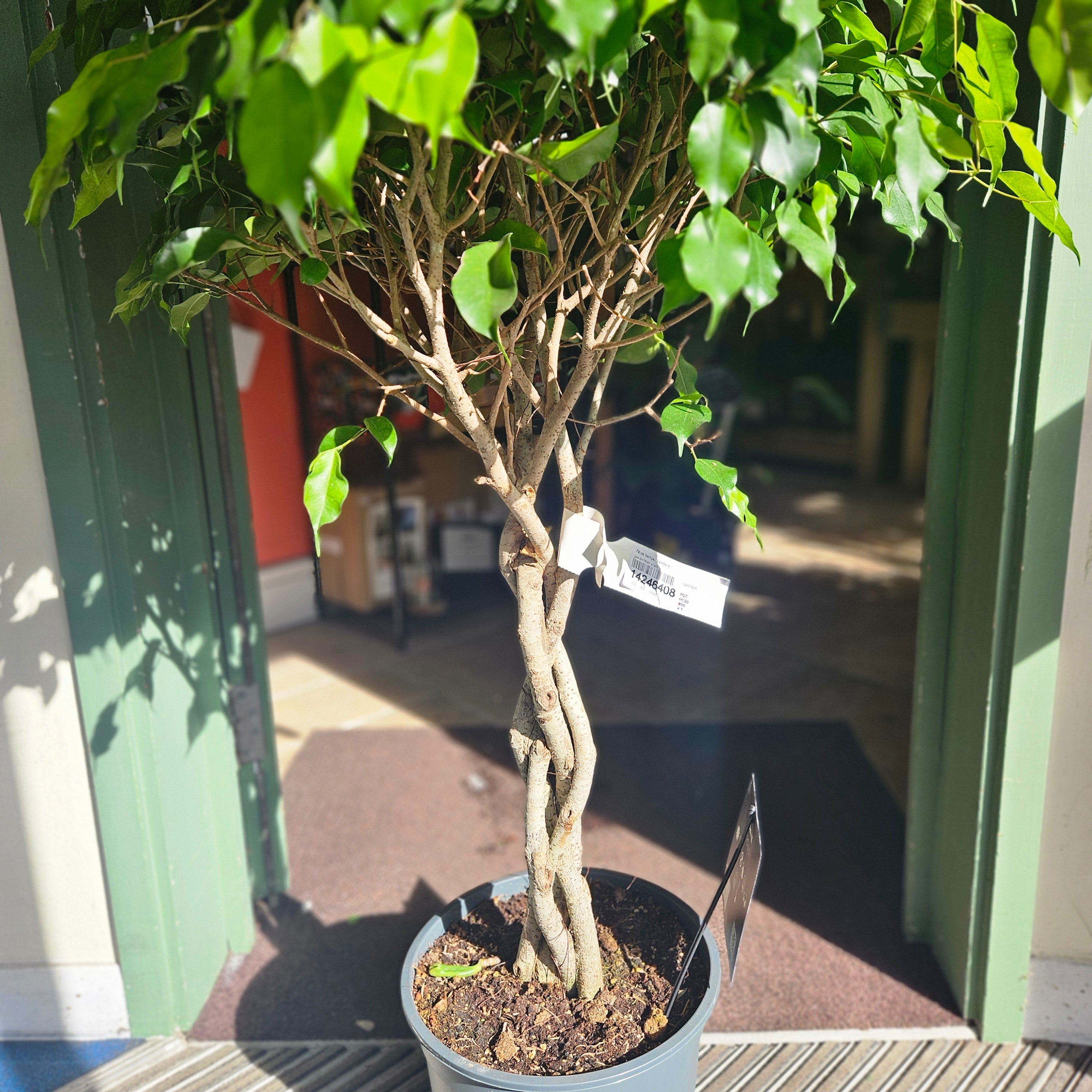 Ficus benjamina &