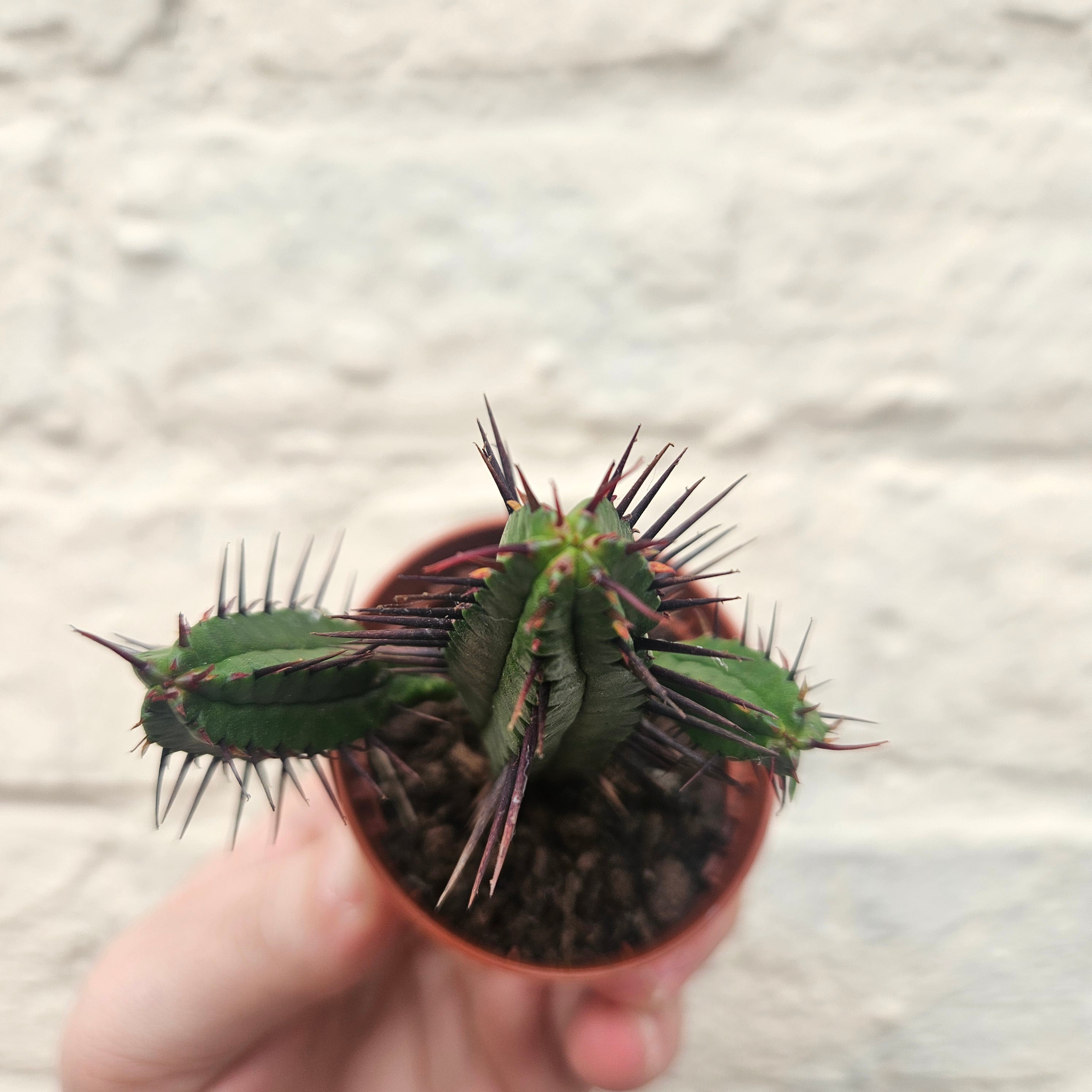 Euphorbia enopla (Pincushion plant) - British Grown