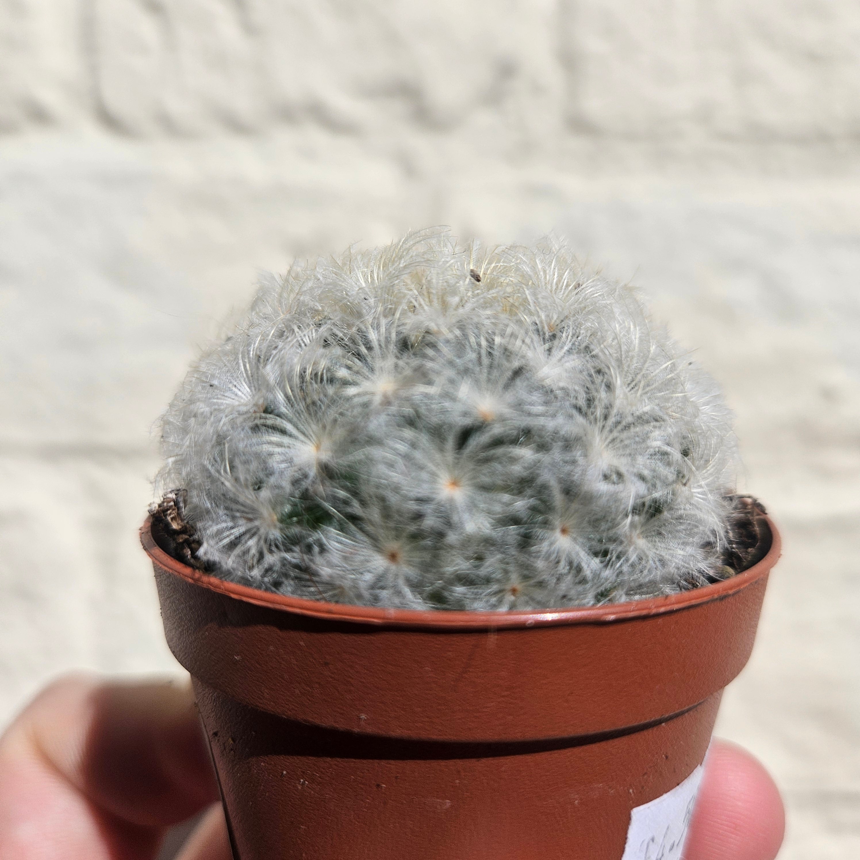 Mammillaria plumosa (Feather Cactus) British grown cacti