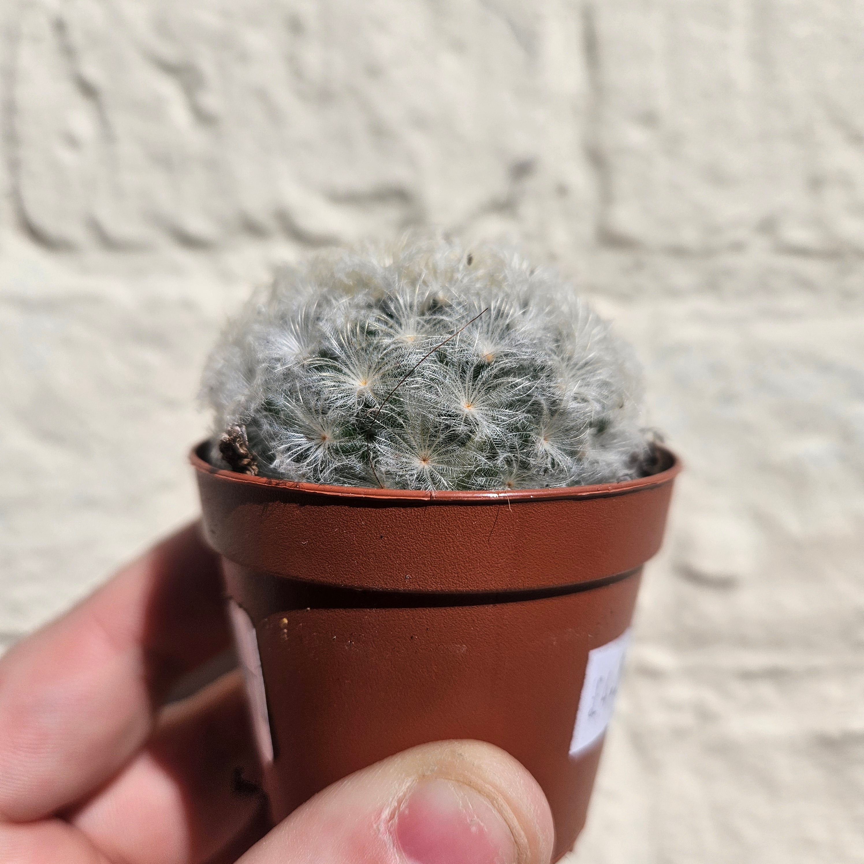 Mammillaria plumosa (Feather Cactus) British grown cacti