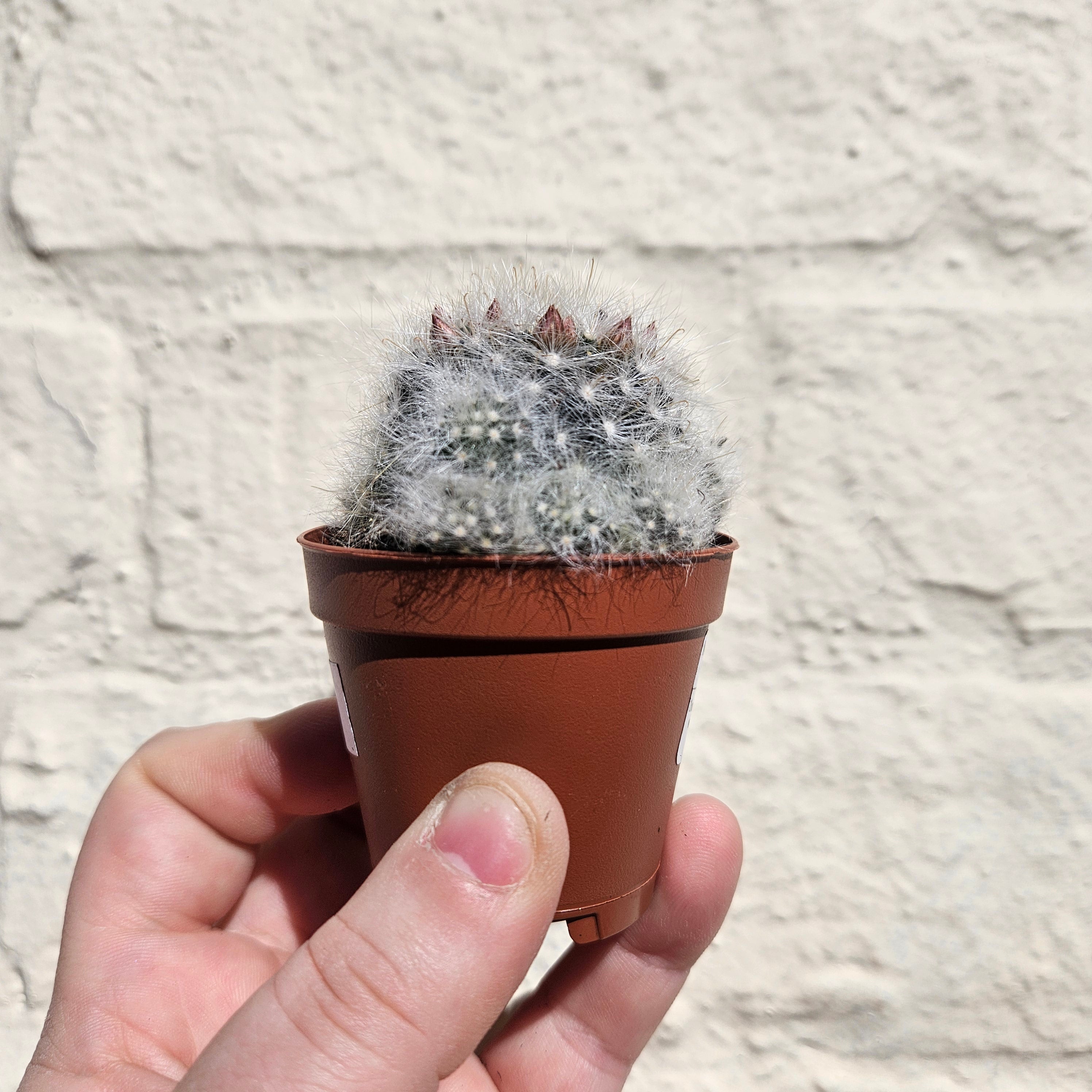 Mammillaria laui dasyacantha (fluffy cactus) - British grown