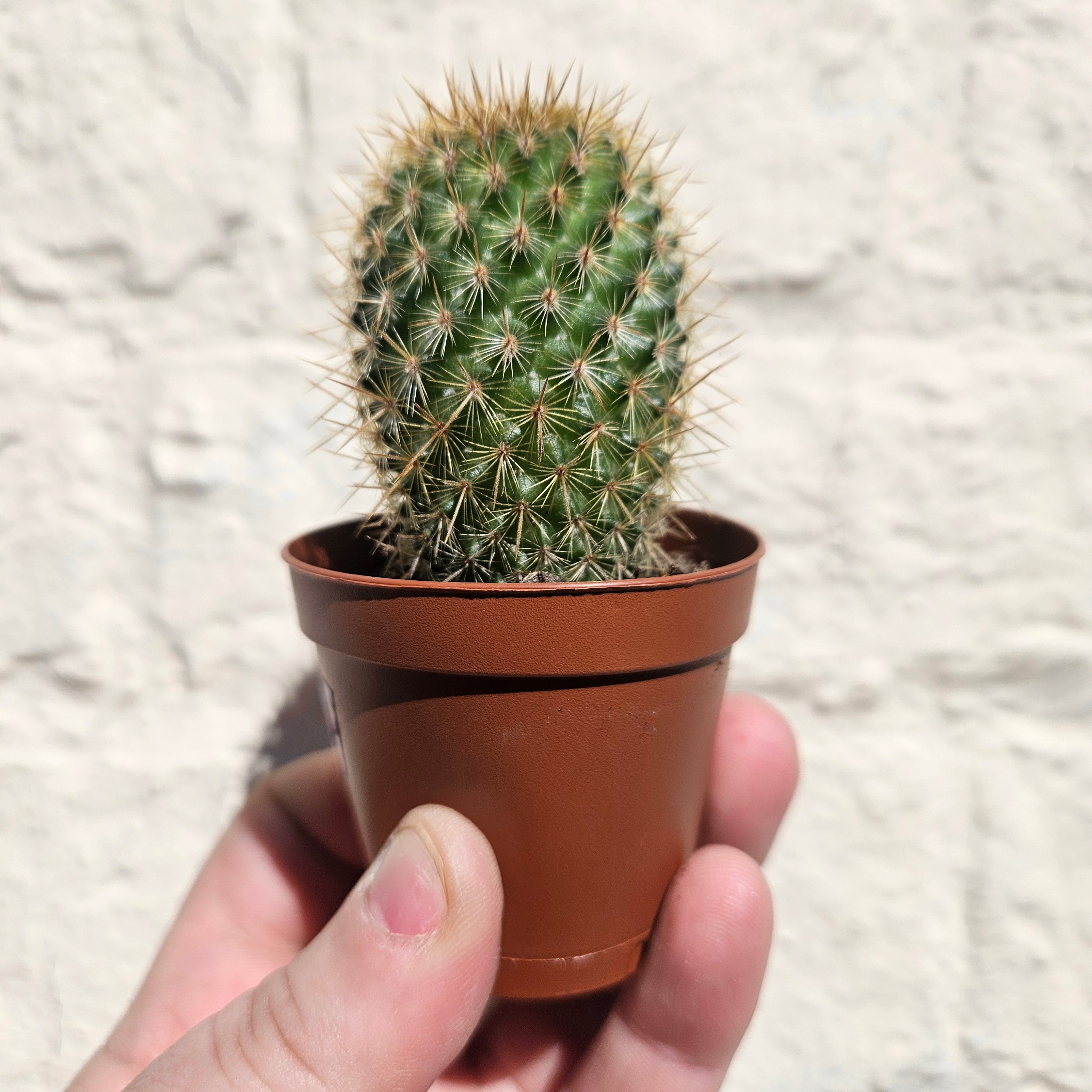 Mammillaria eriacantha &