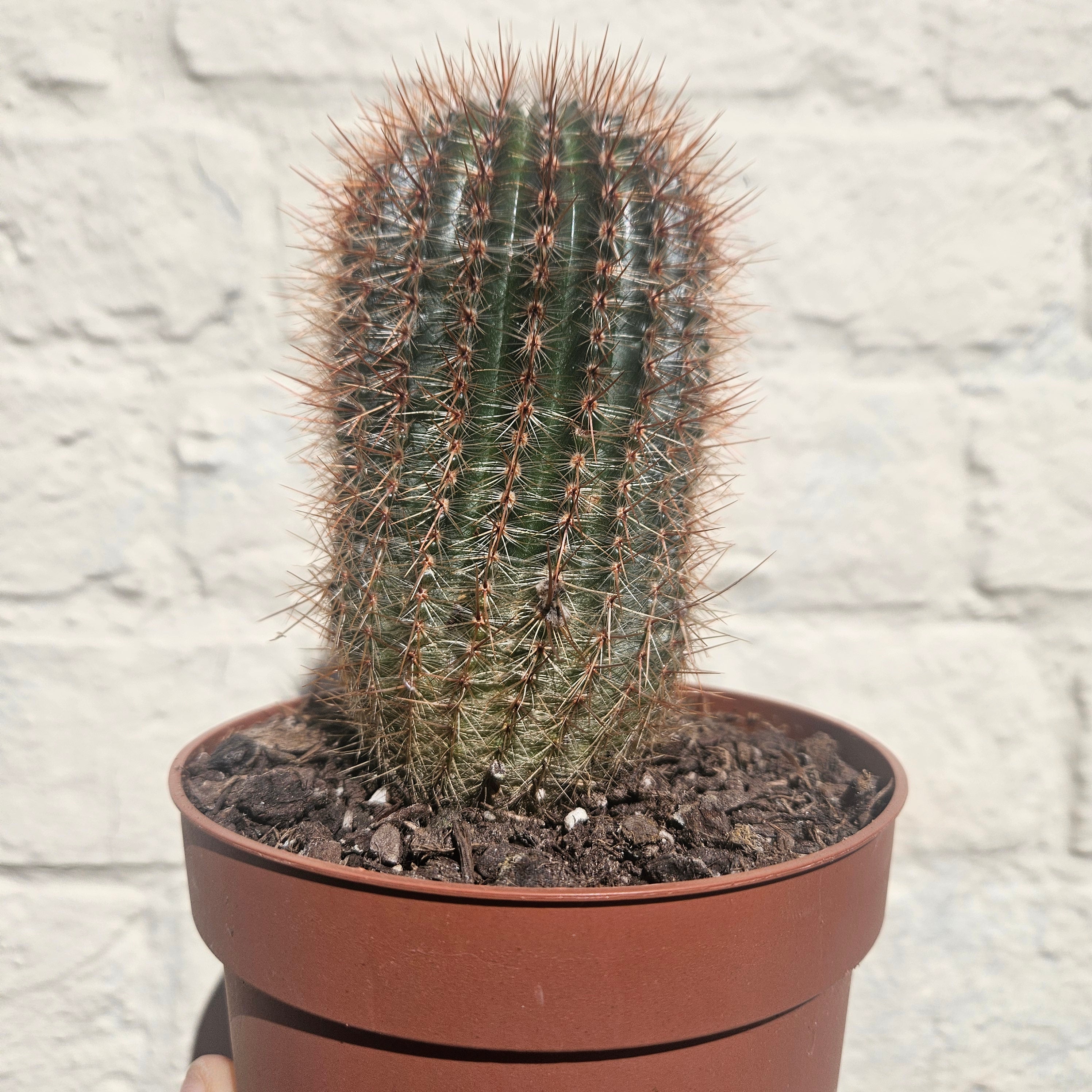 Notocactus schlosseri (Schlossers cacti) British grown cactus