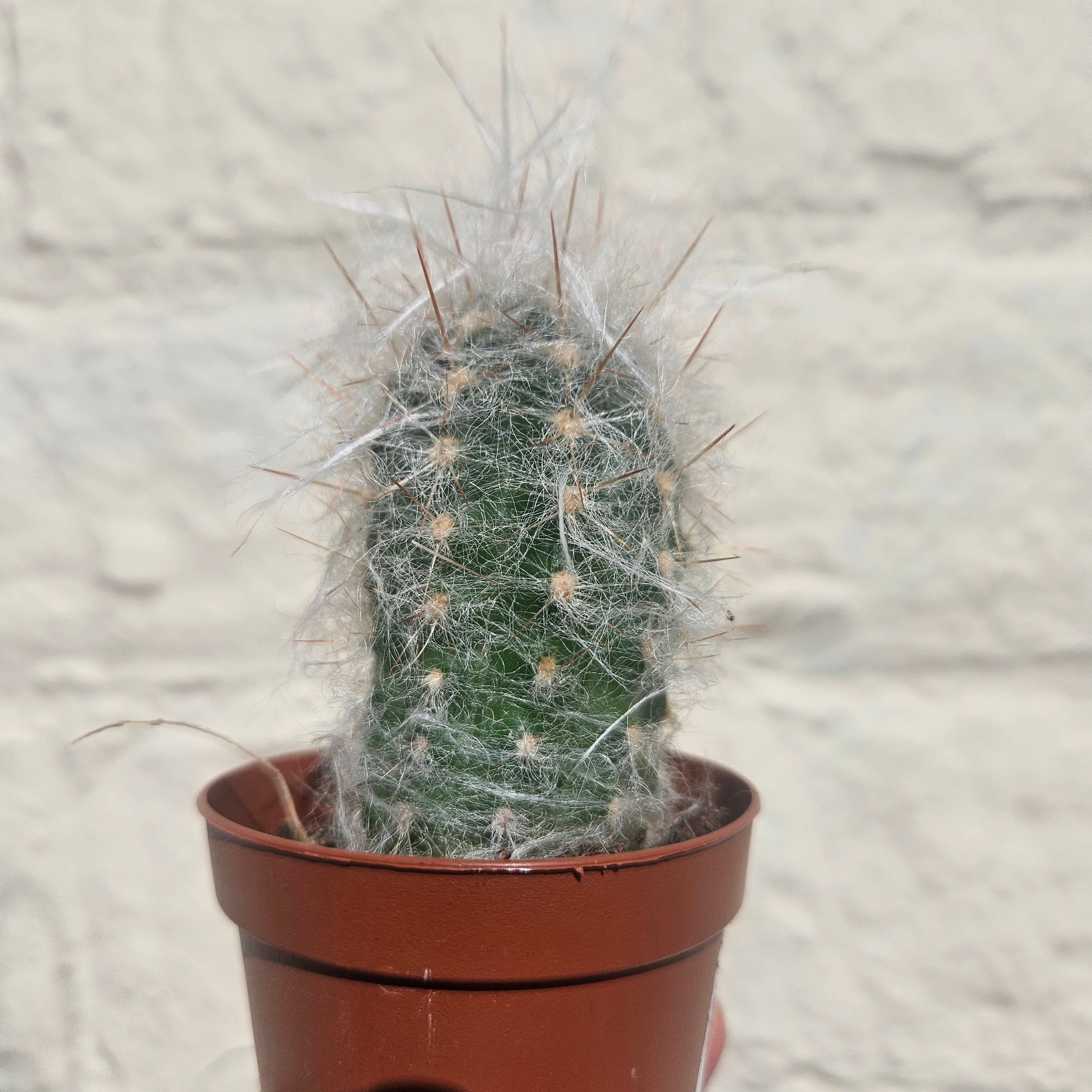 Oreocereus trollii (Old Man Cactus/ Old Man of the Andes) - British Grown Cacti