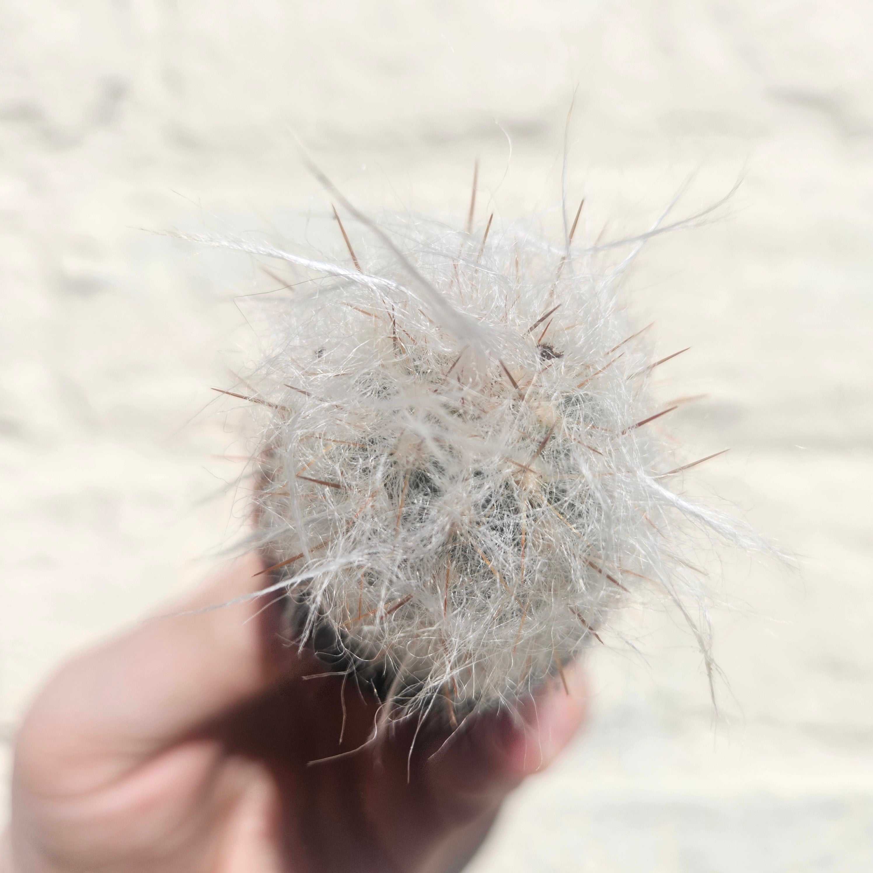 Oreocereus trollii (Old Man Cactus/ Old Man of the Andes) - British Grown Cacti