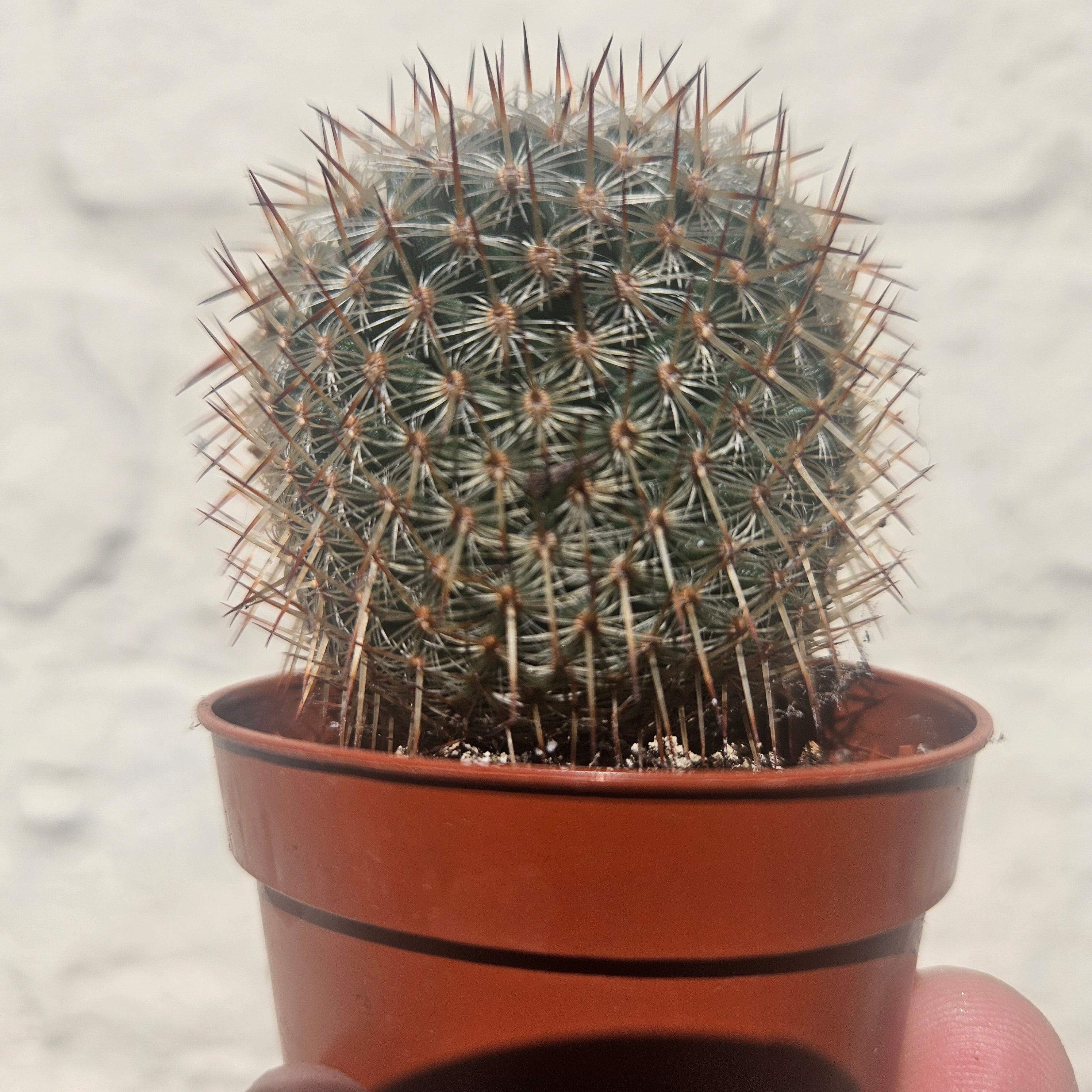 Mammillaria elegans (Pincushion cactus)- British Grown Cacti