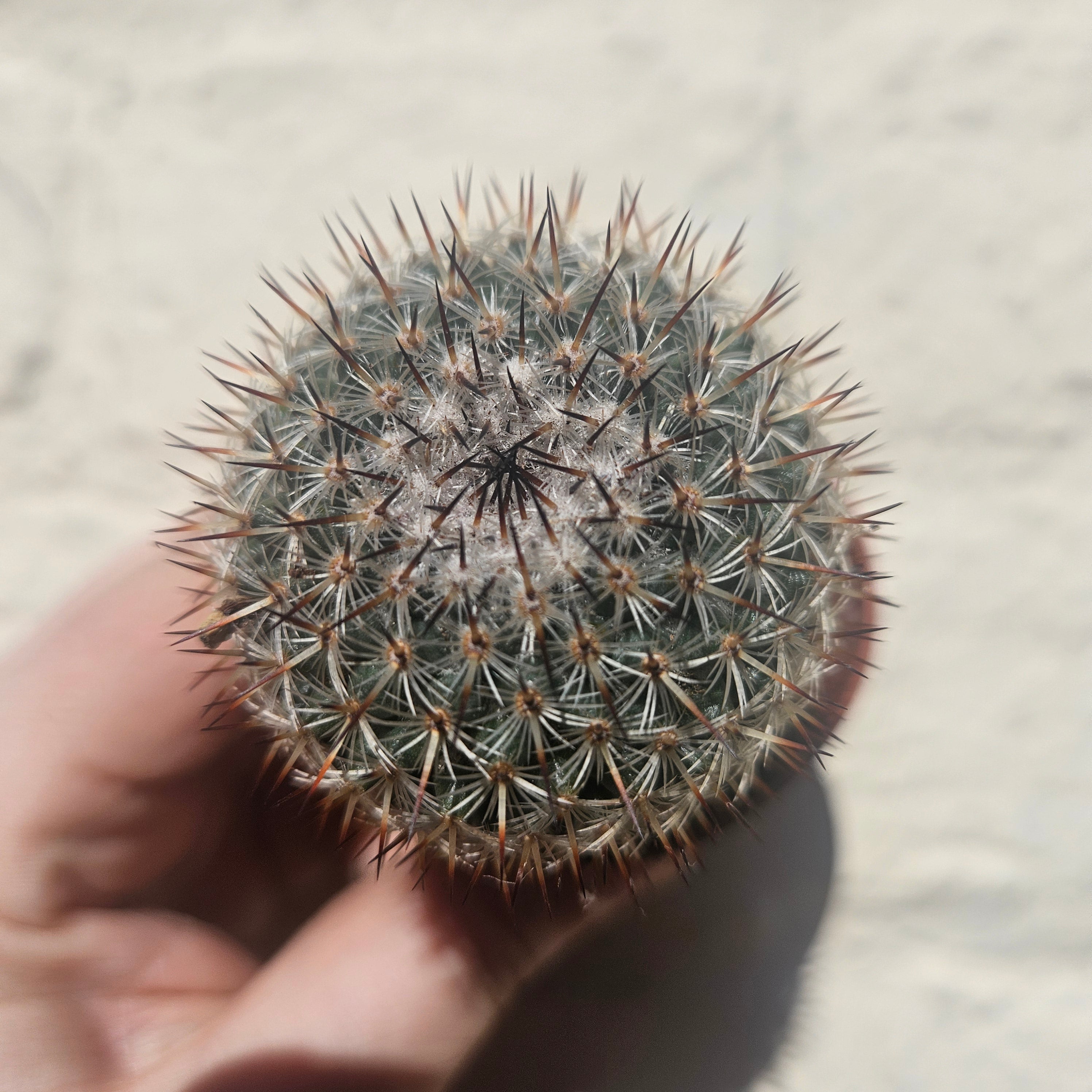 Mammillaria elegans (Pincushion cactus)- British Grown Cacti