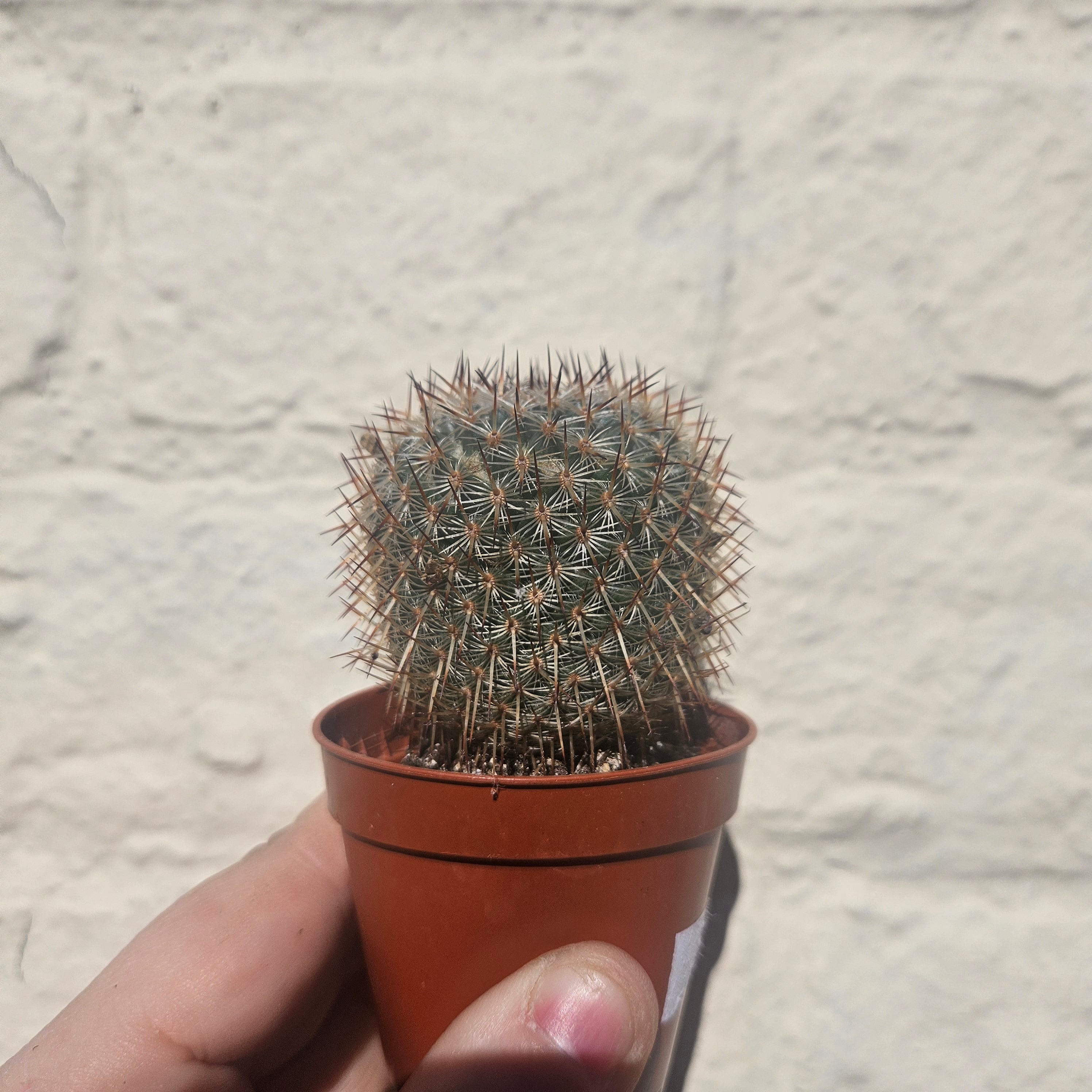 Mammillaria elegans (Pincushion cactus)- British Grown Cacti