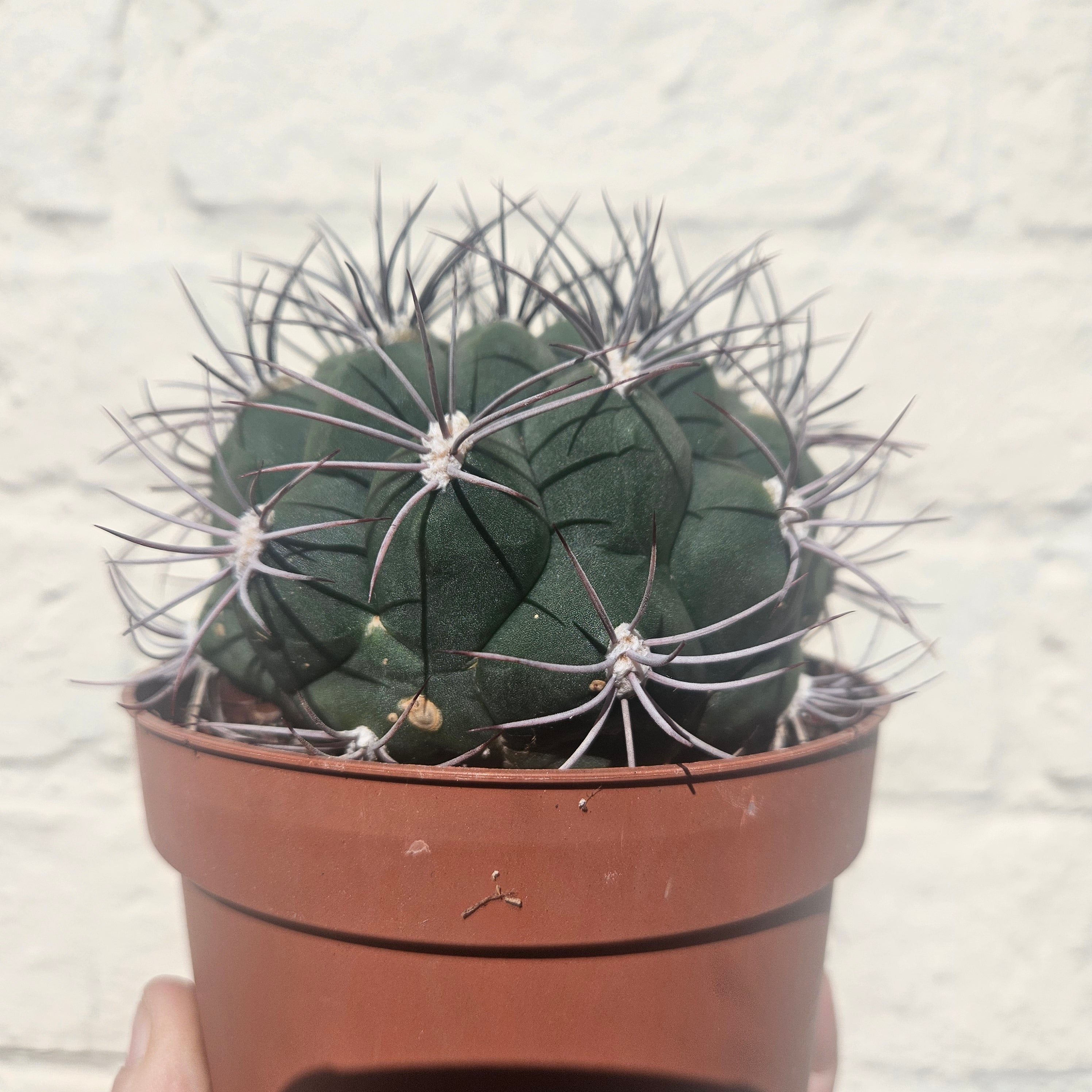 Gymnocalycium &