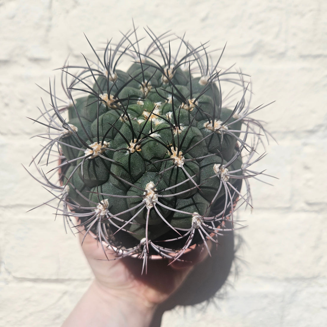 Gymnocalycium &