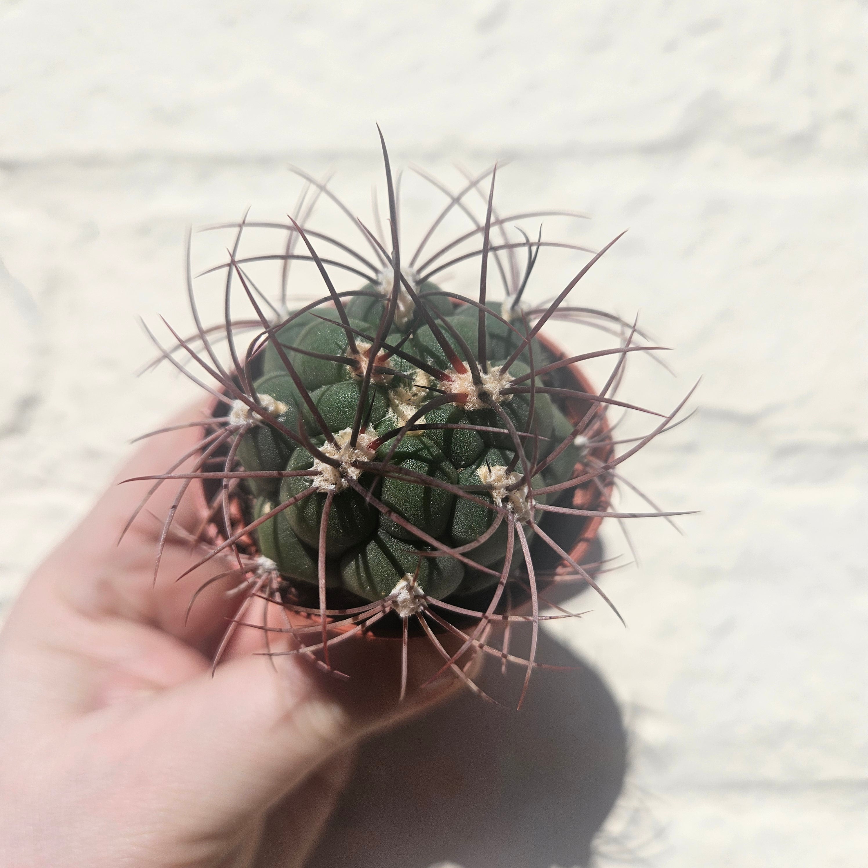 Gymnocalycium &
