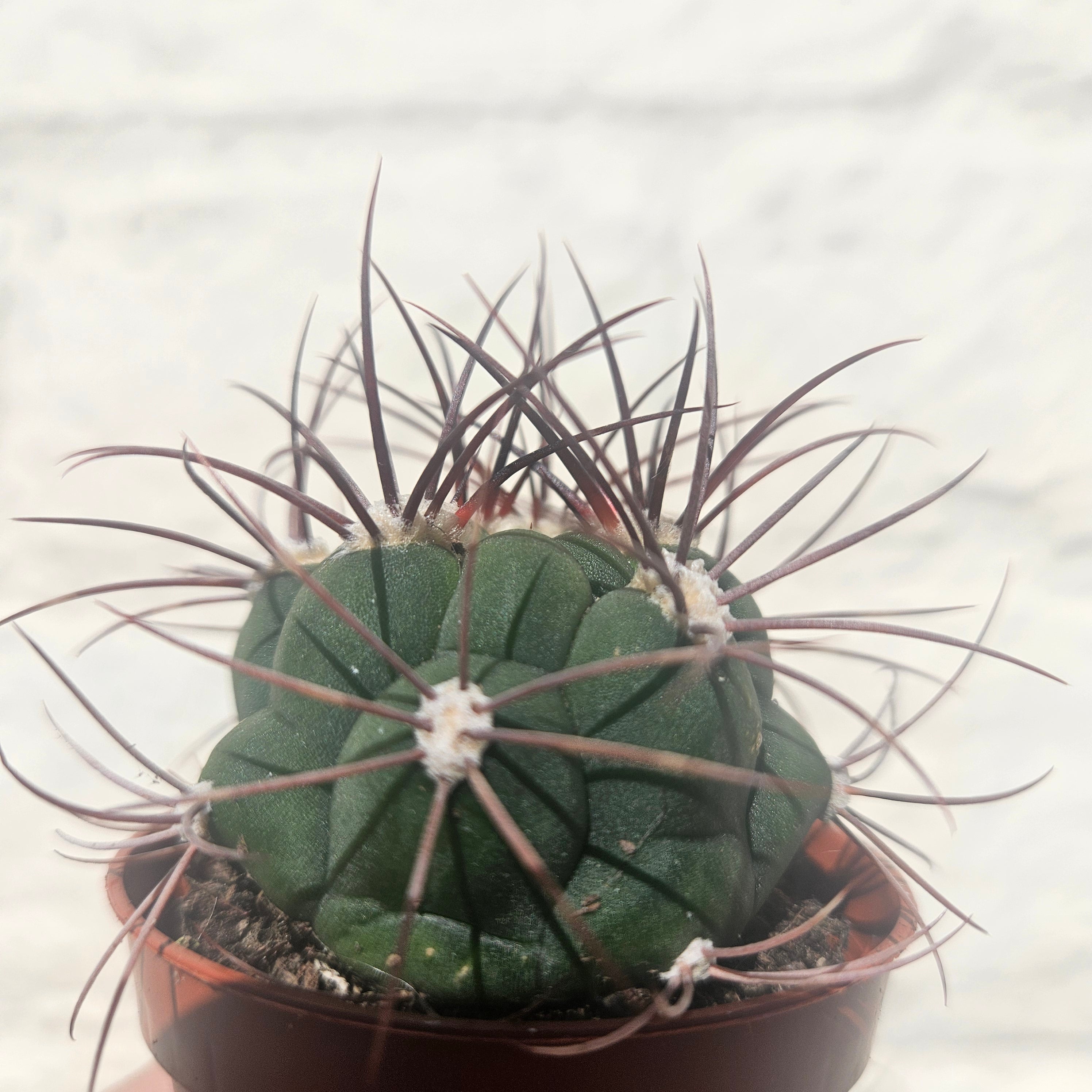 Gymnocalycium &
