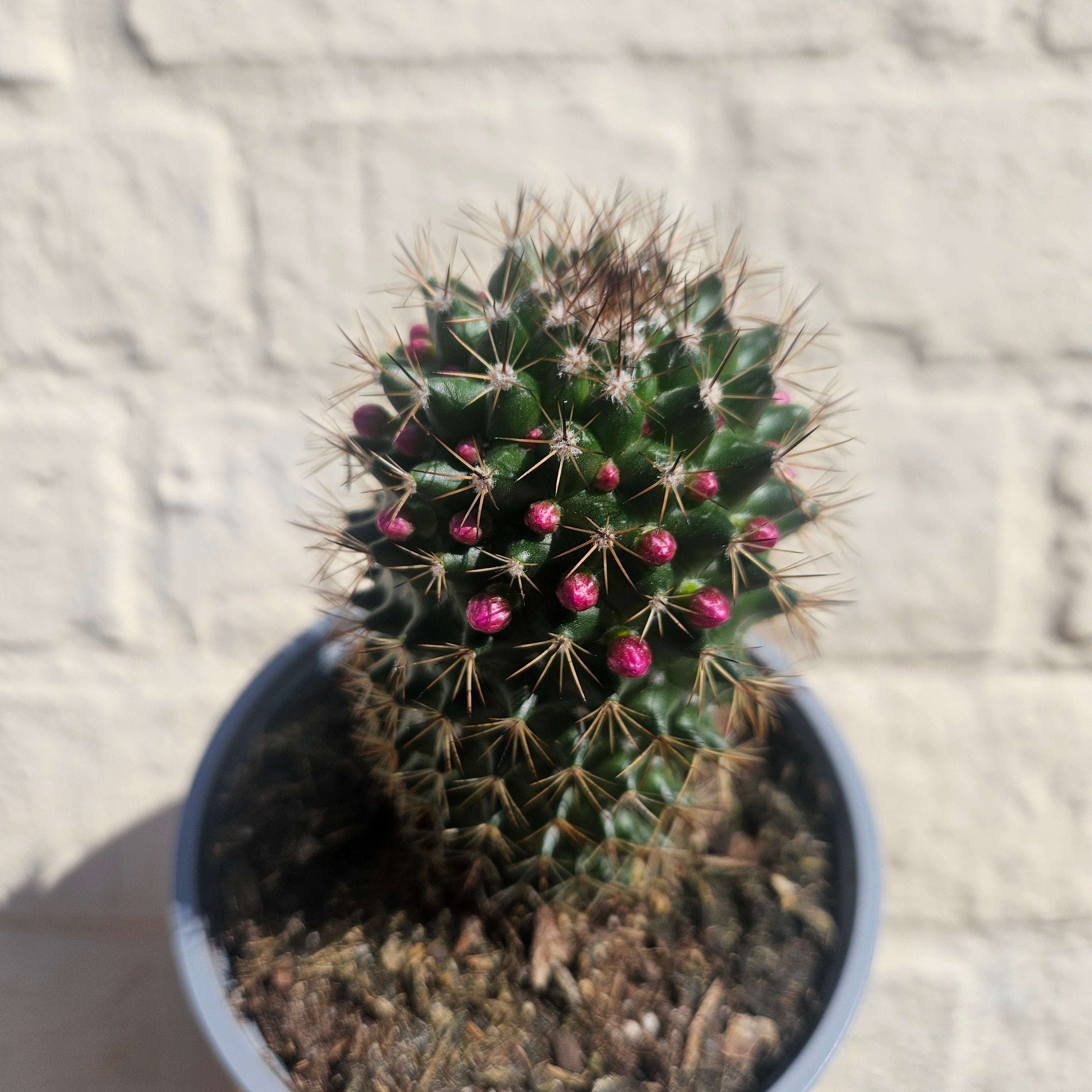 Mammillaria ernestii (True Mammillaria)