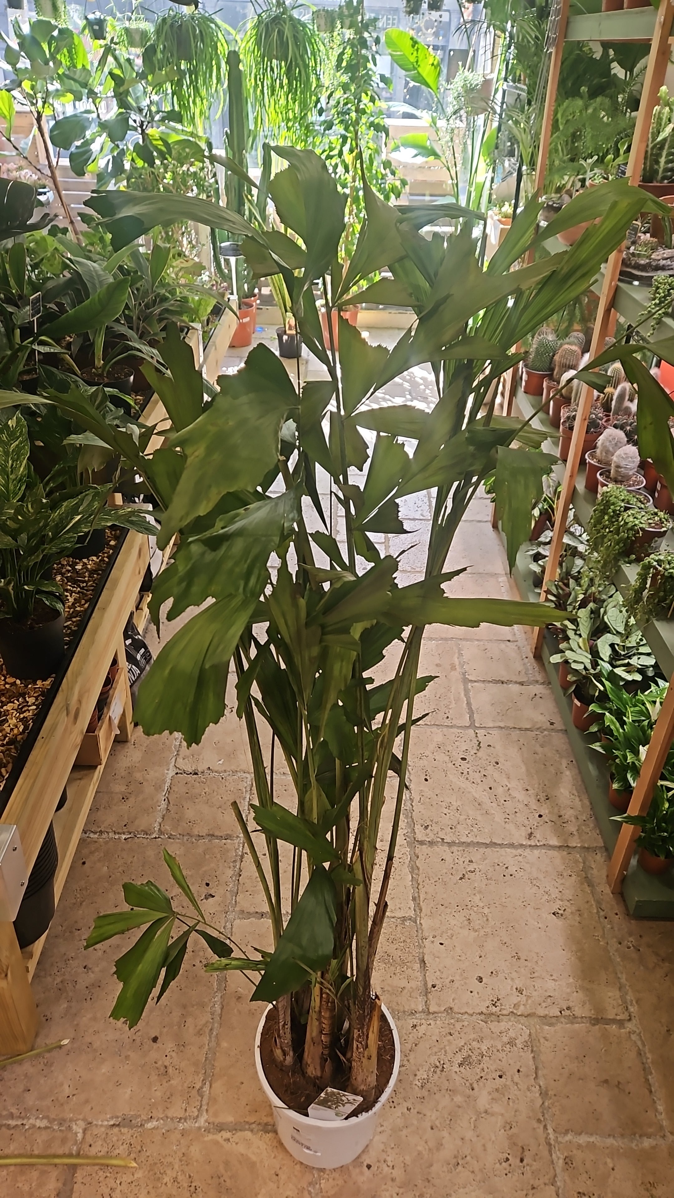 Caryota mitis (Fishtail Palm)