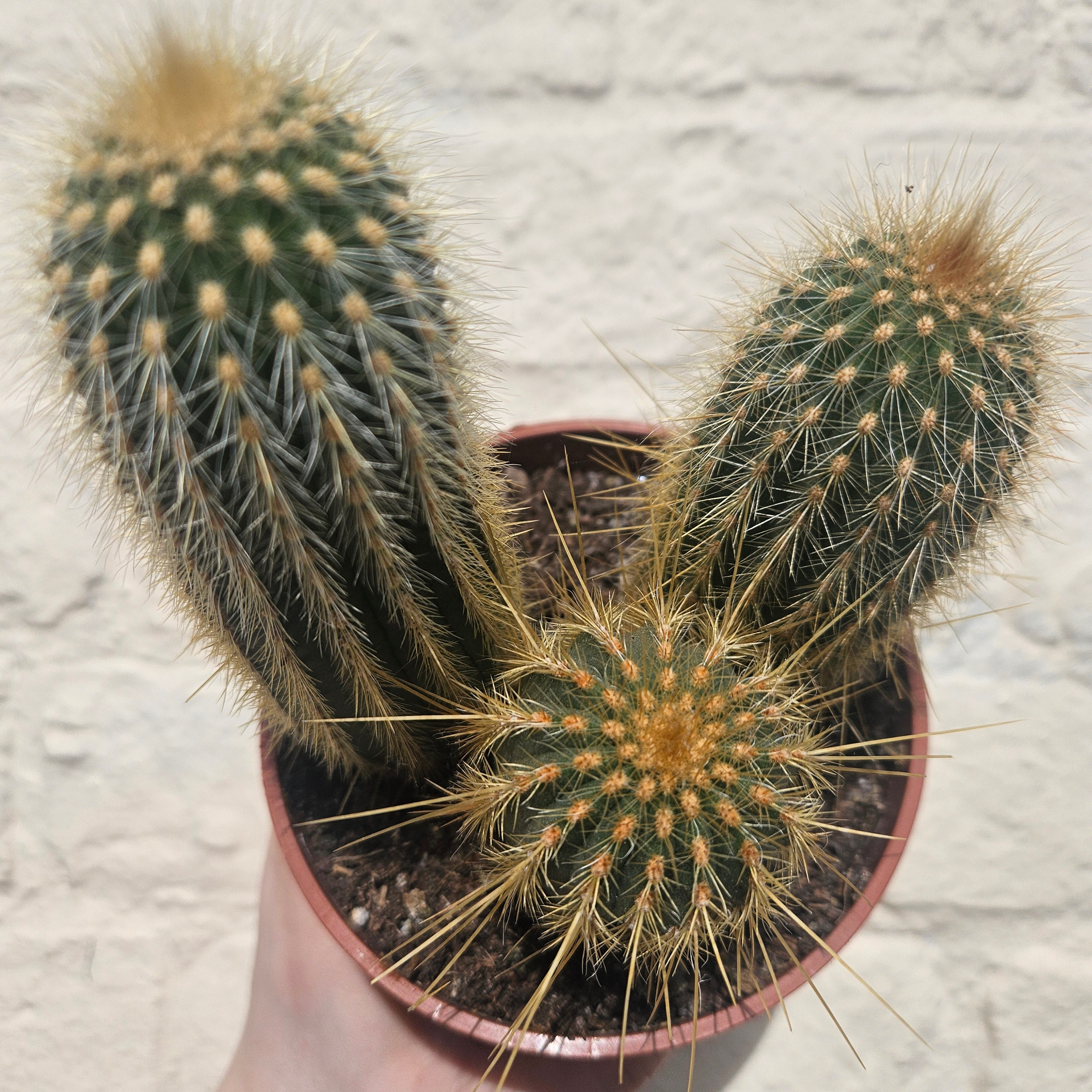 Vatricania guentheri syn. Espostoa guentheri (Red Fox Tail Cactus)