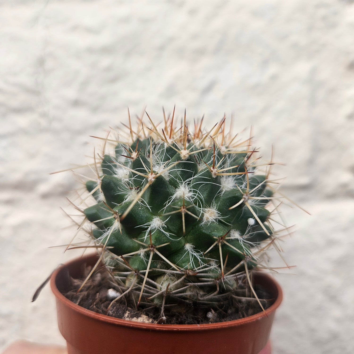 Mammillaria nejapensis (owl eye cactus) British grown cacti